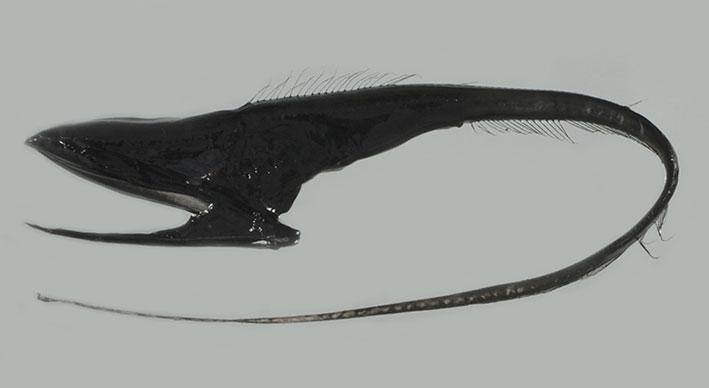 Gulper Eel