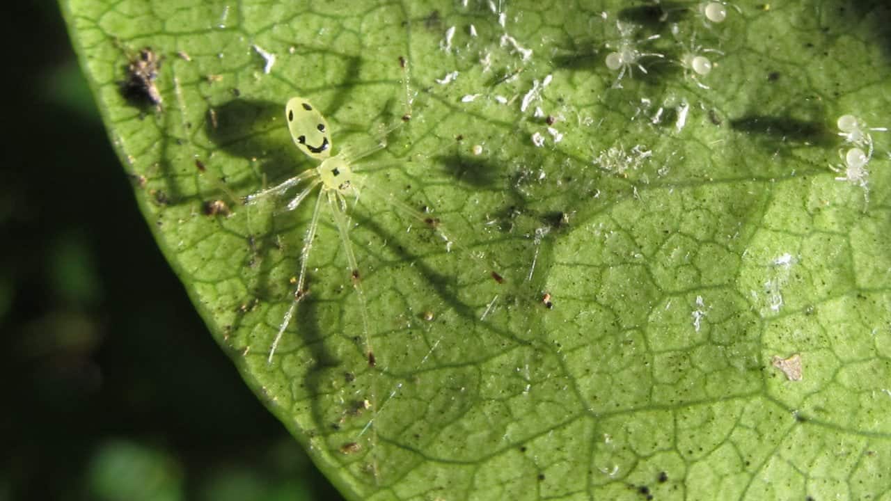 Happy Face Spider (Theridion grallator)