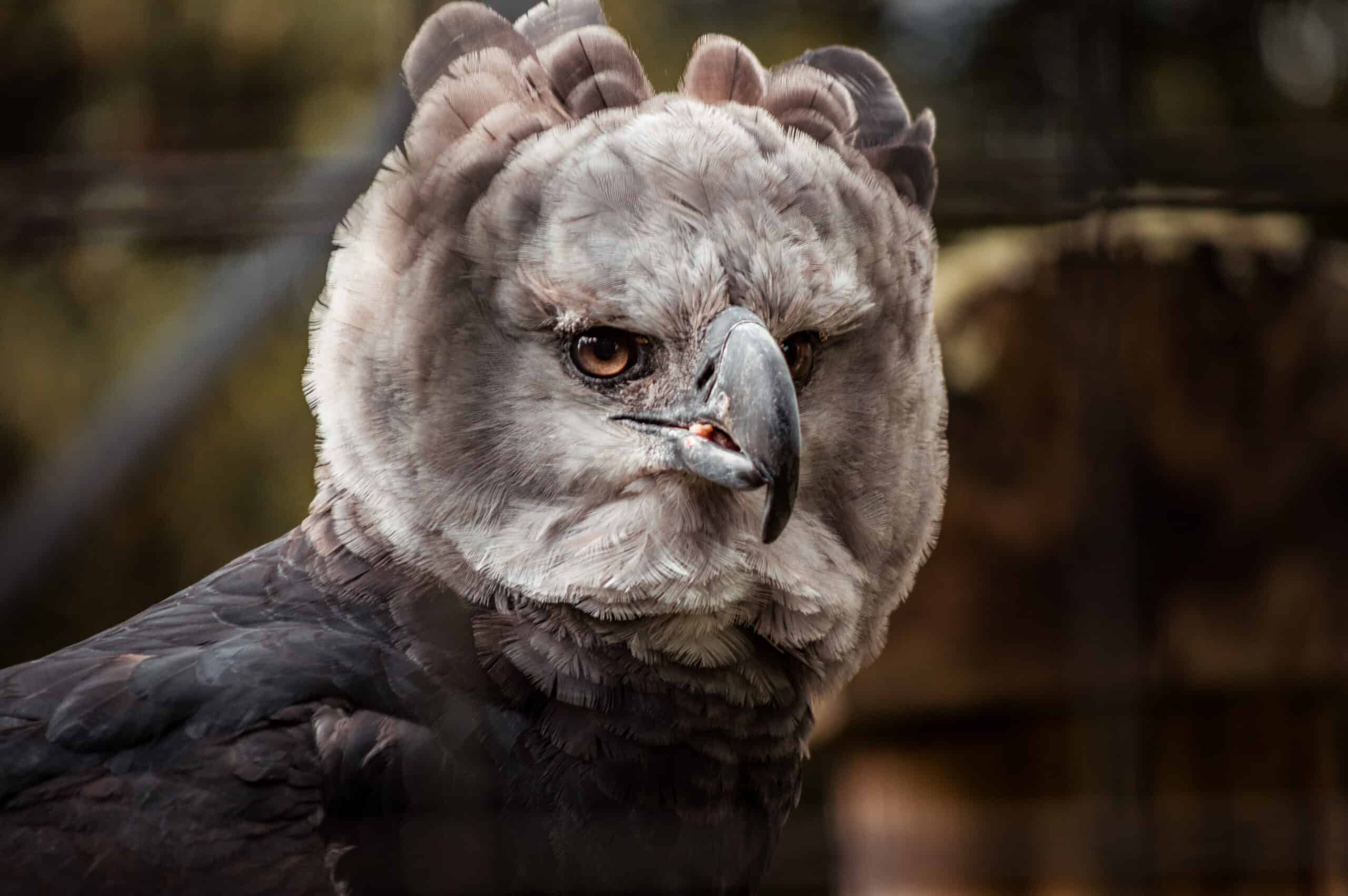 15 Majestic Birds of Prey That Inhabit Rugged Mountains