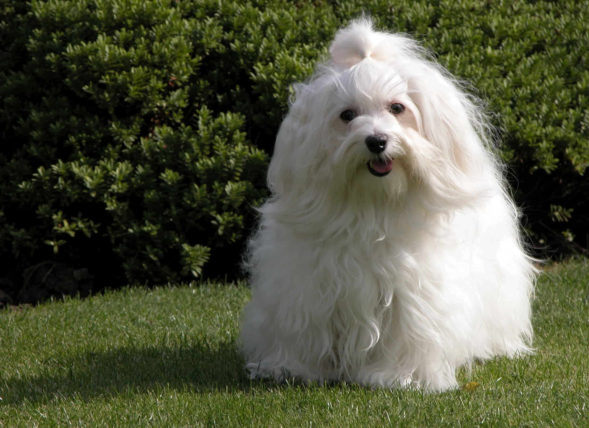 Havanese