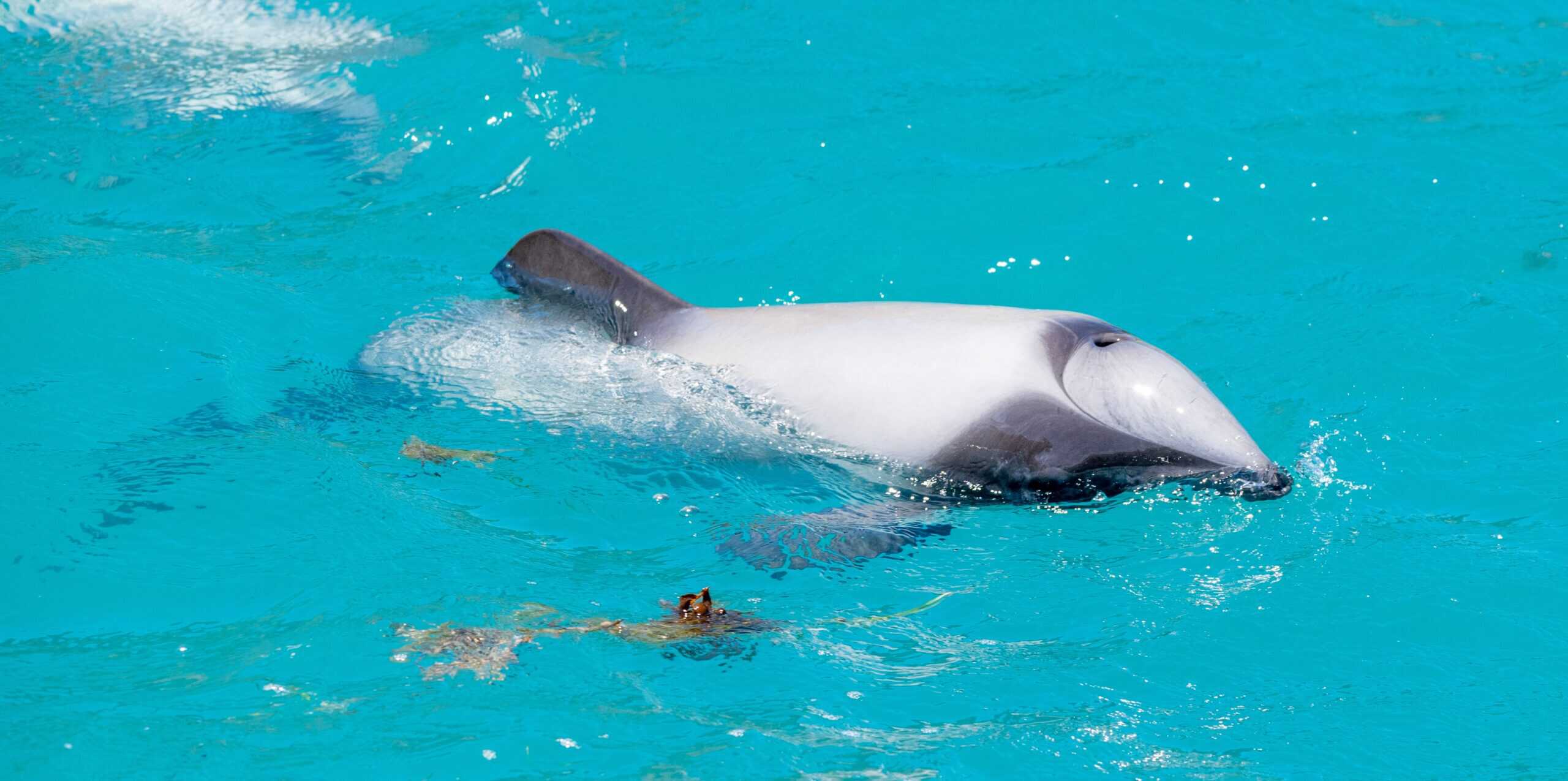 Hector's Dolphin