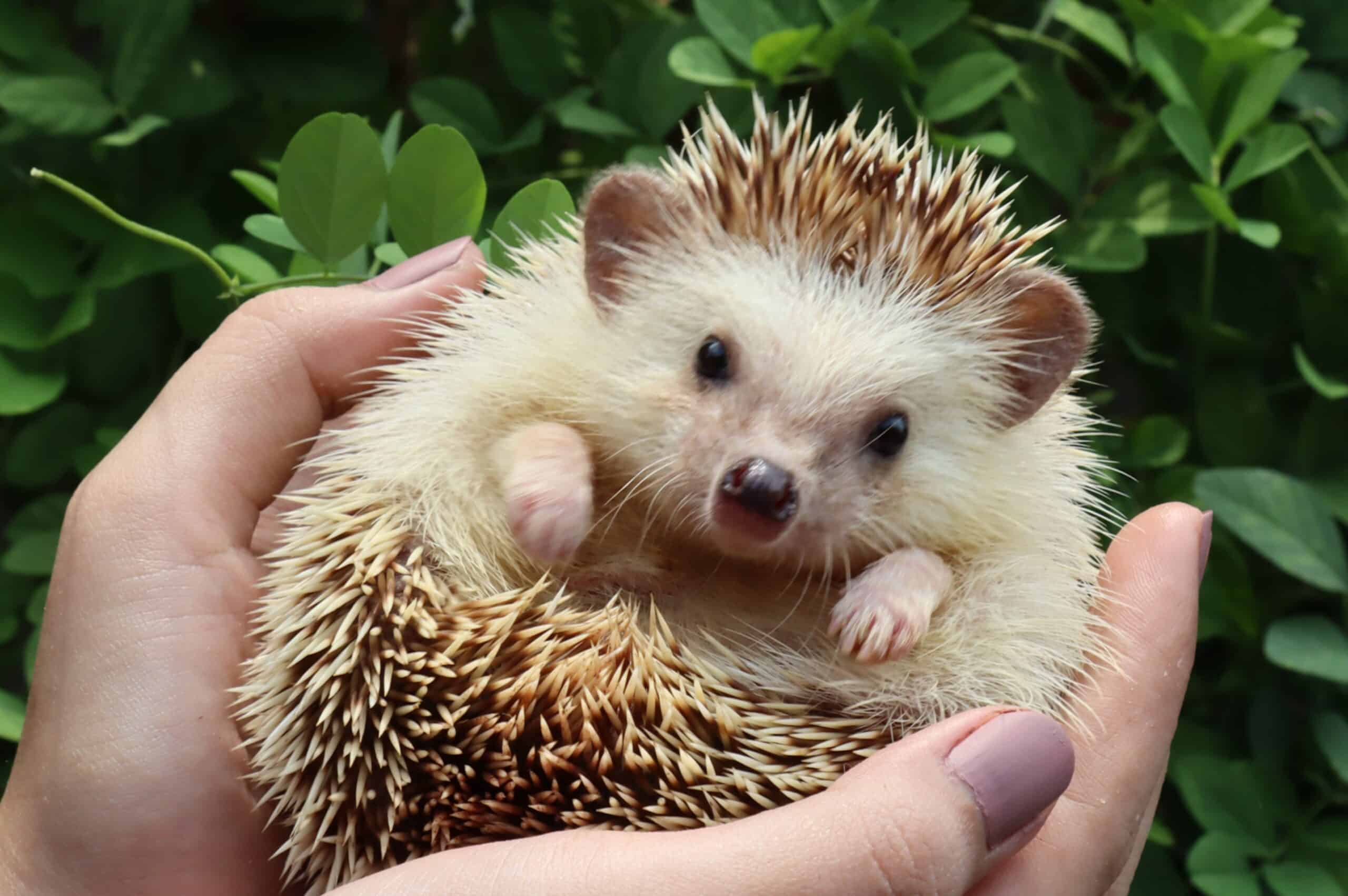 Hedgehog