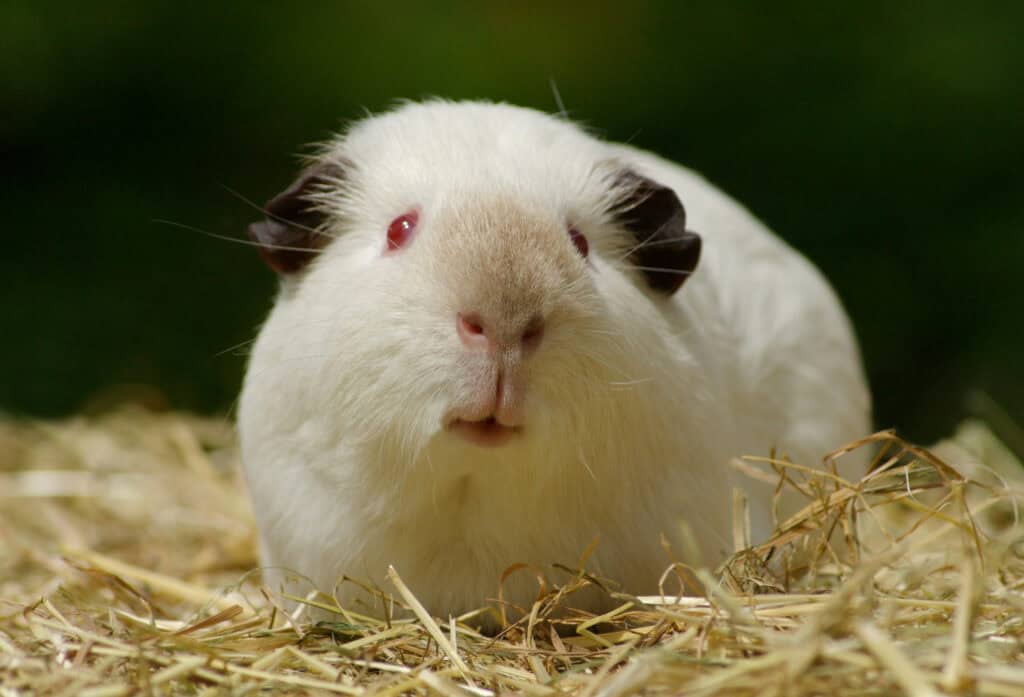 19 Guinea Pig Breeds from Common to Rare - Rarest.org