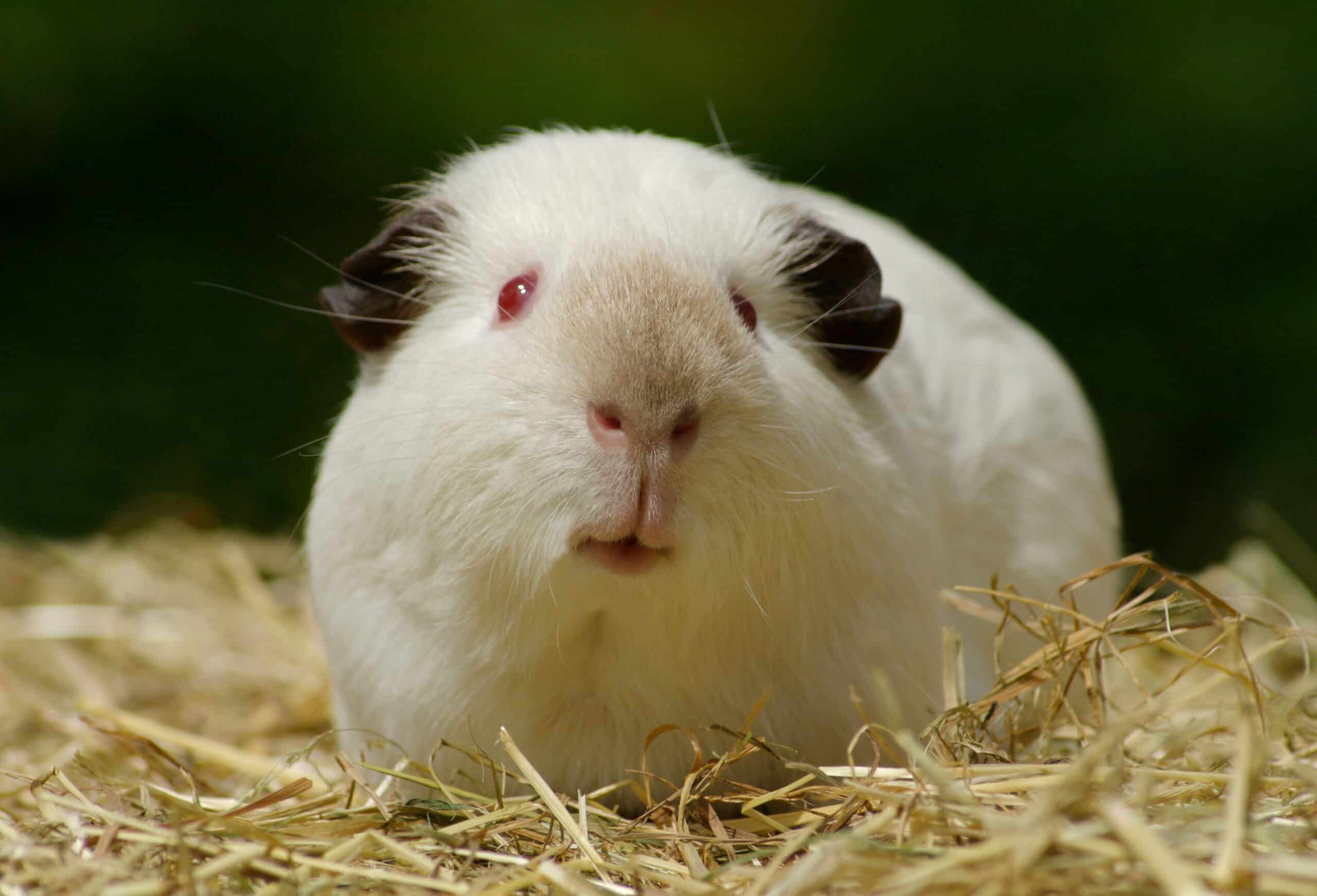 Himalayan Guinea Pig