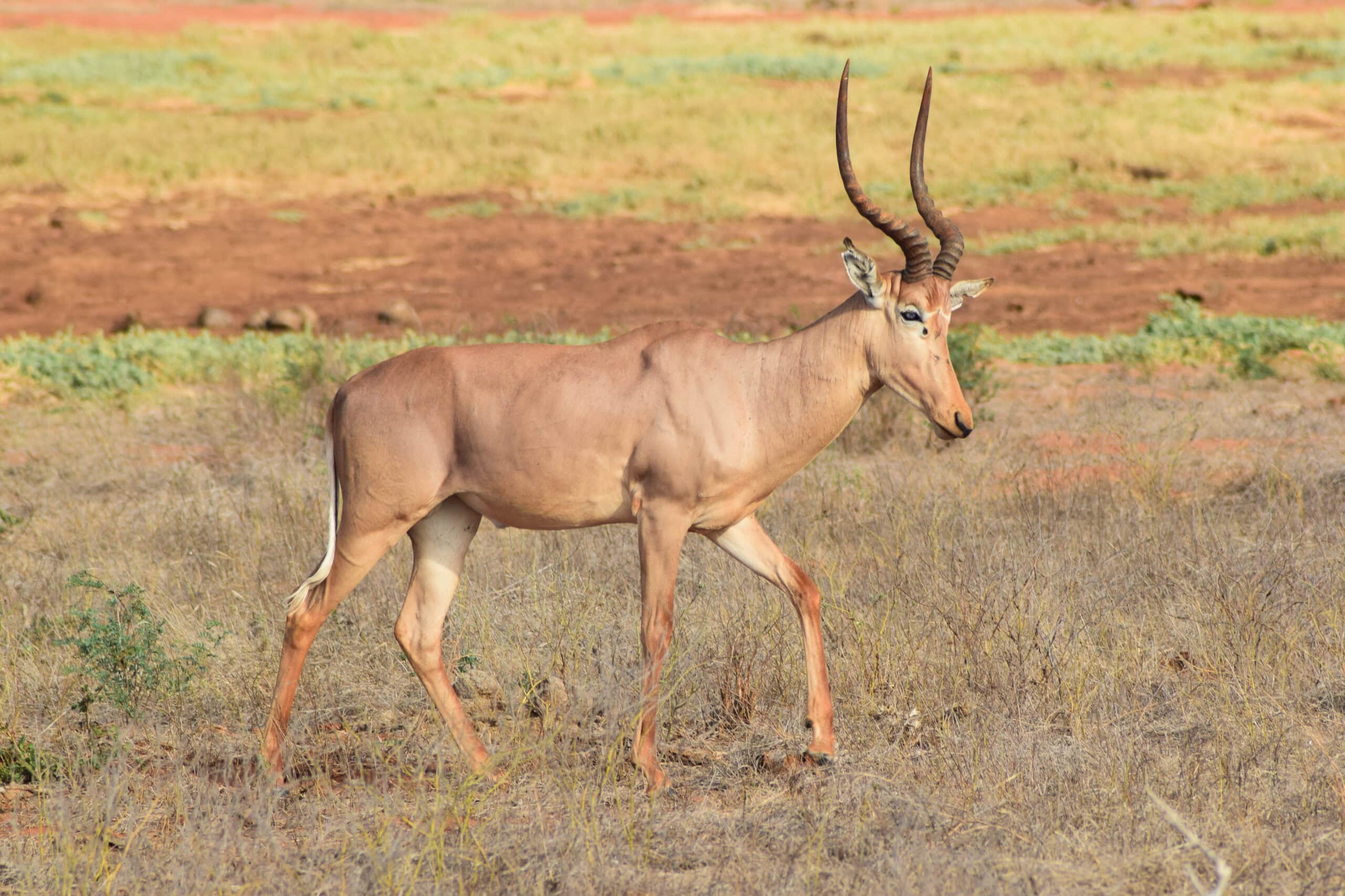 Hirola Antelope