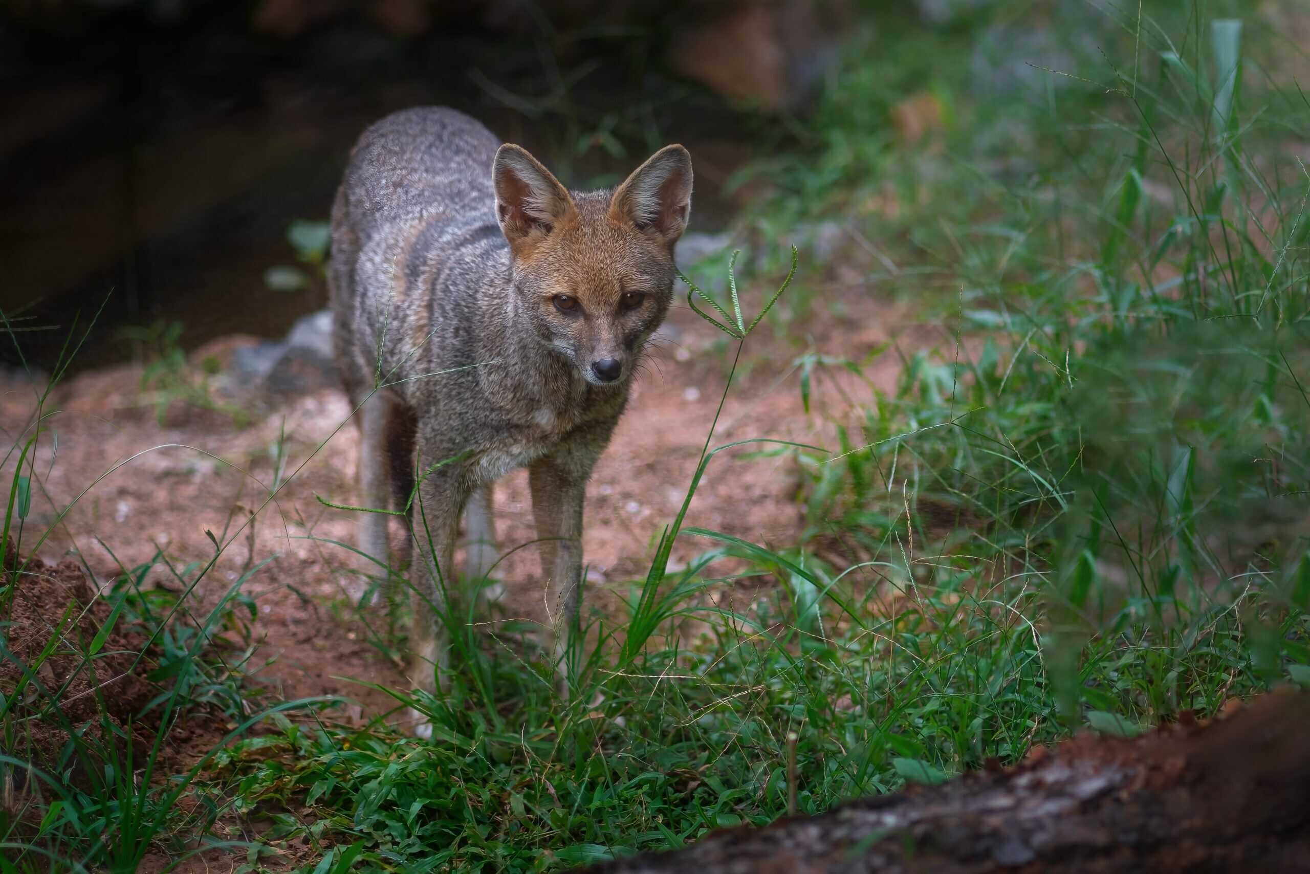 Hoary Fox (Lycalopex vetulus)