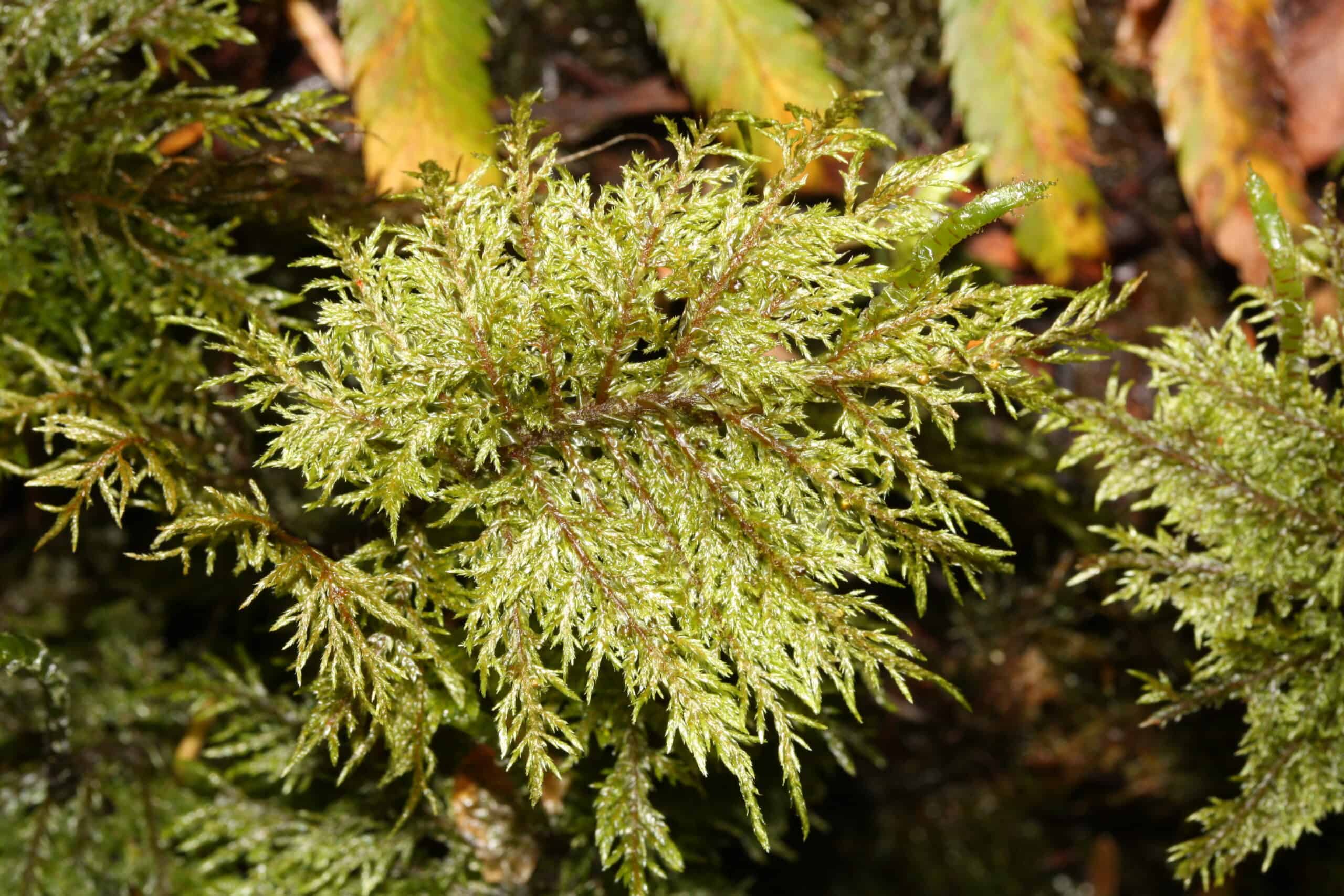 Hylocomium splendens (Stair-step Moss)