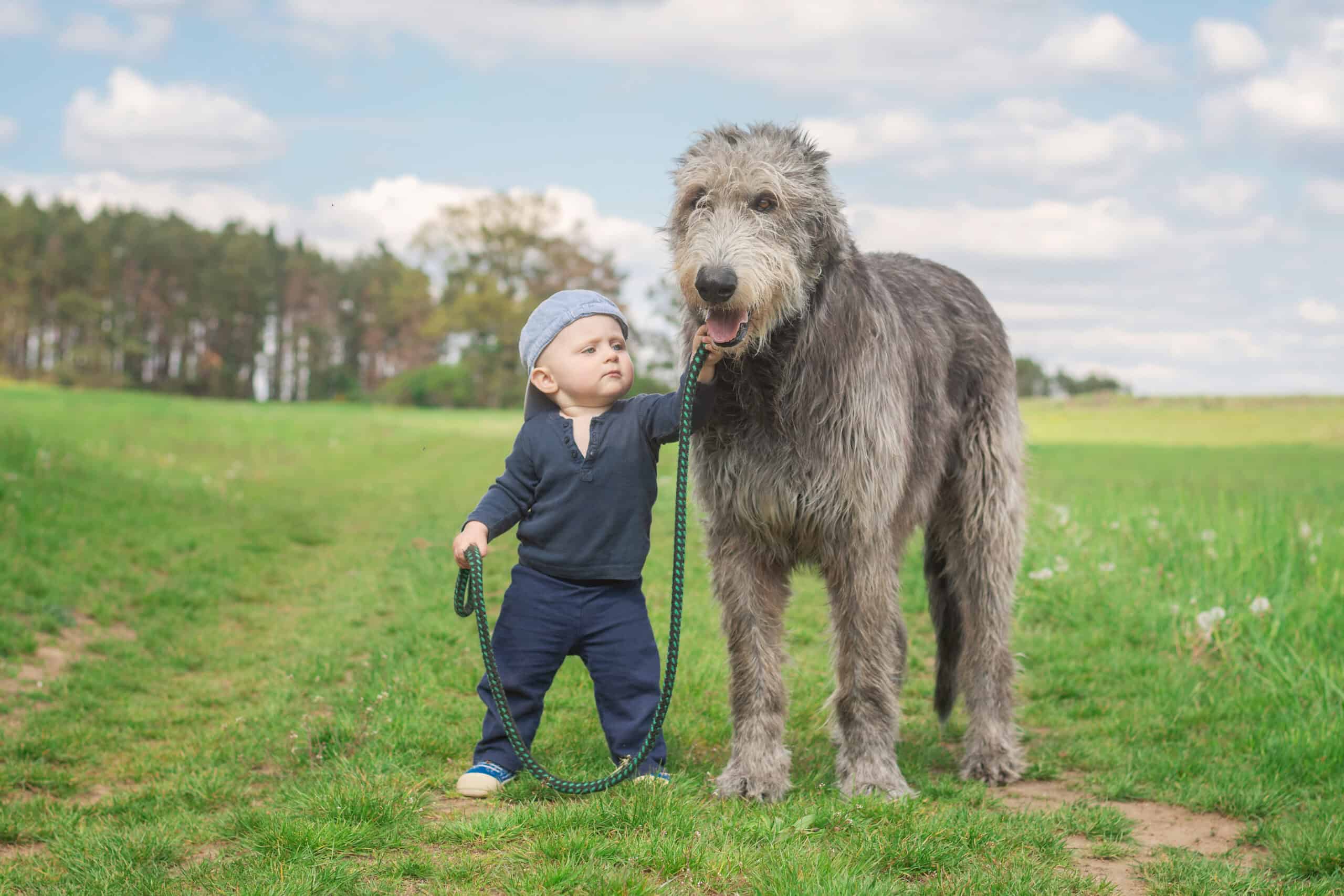 Irish Wolfhound