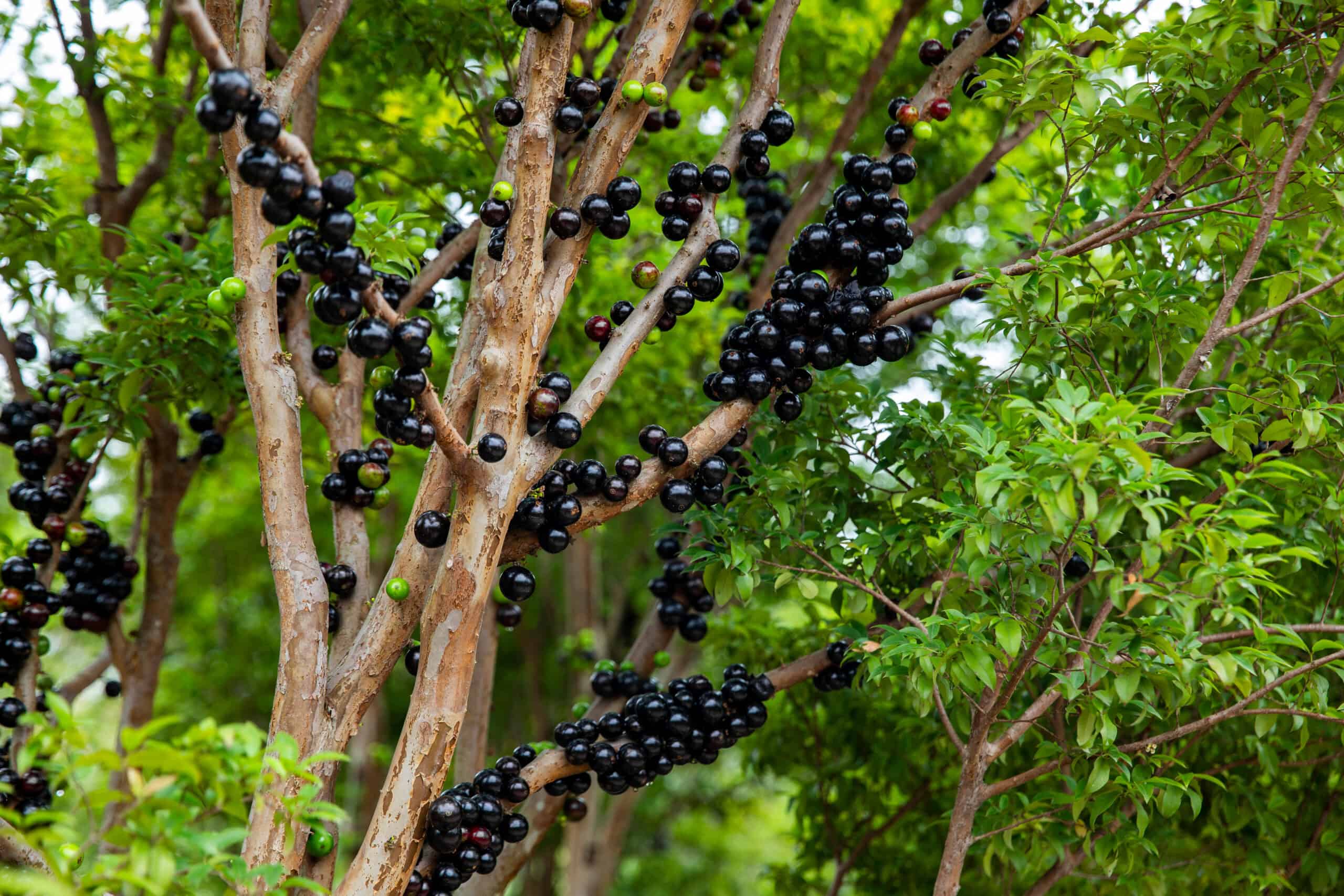 Jabuticaba Tree