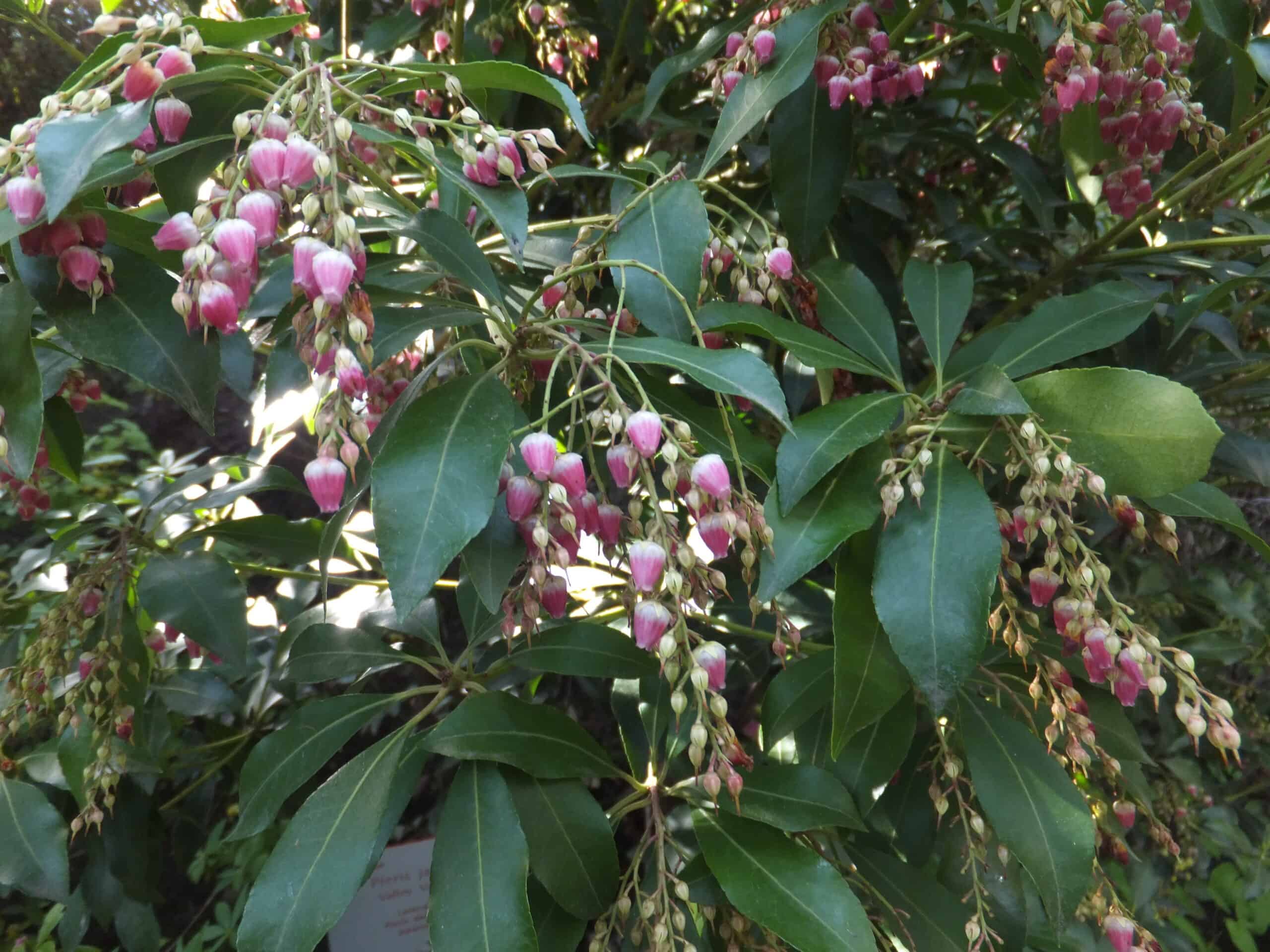 Japanese Andromeda (Pieris japonica)