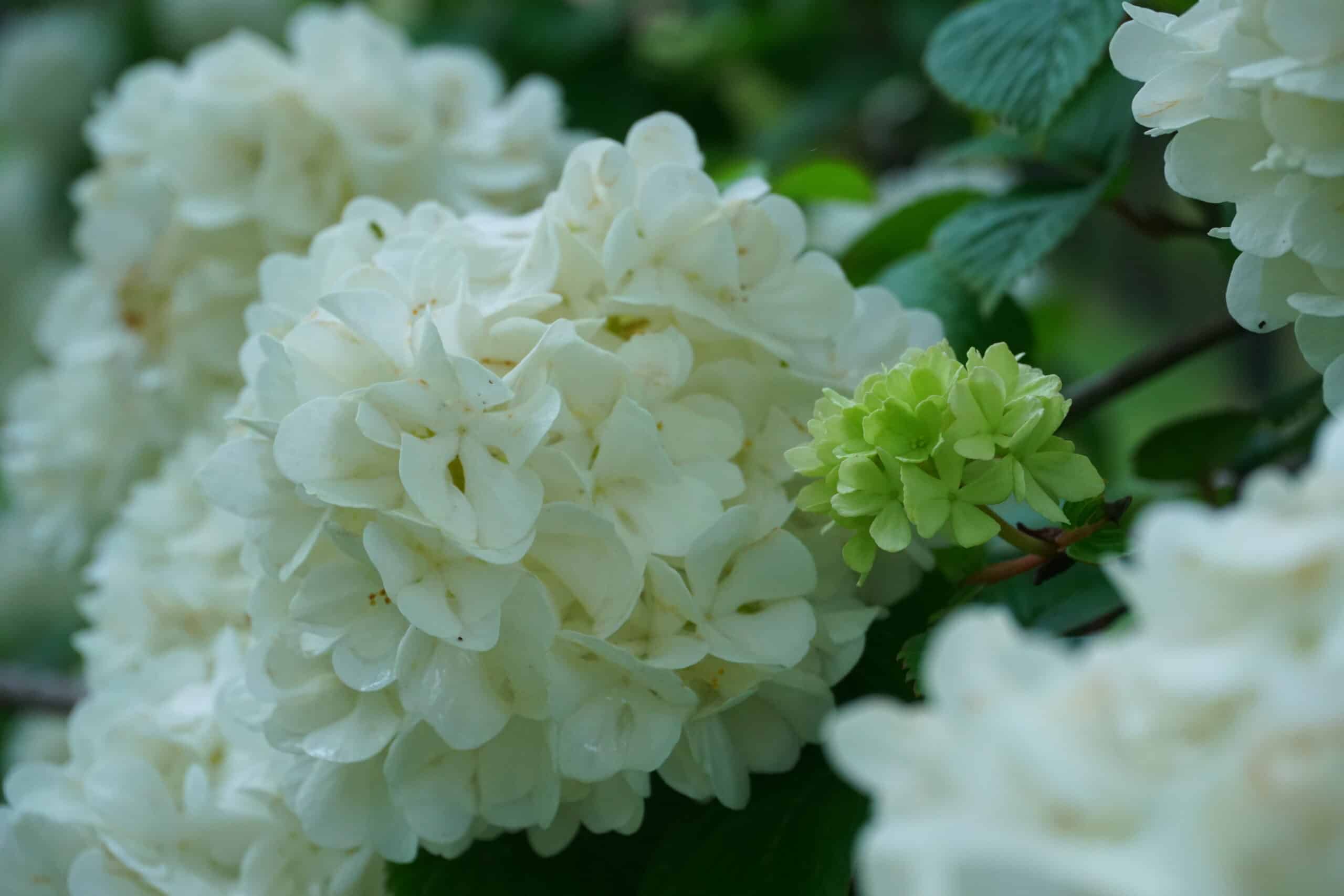 Japanese Snowball Bush (Viburnum plicatum)