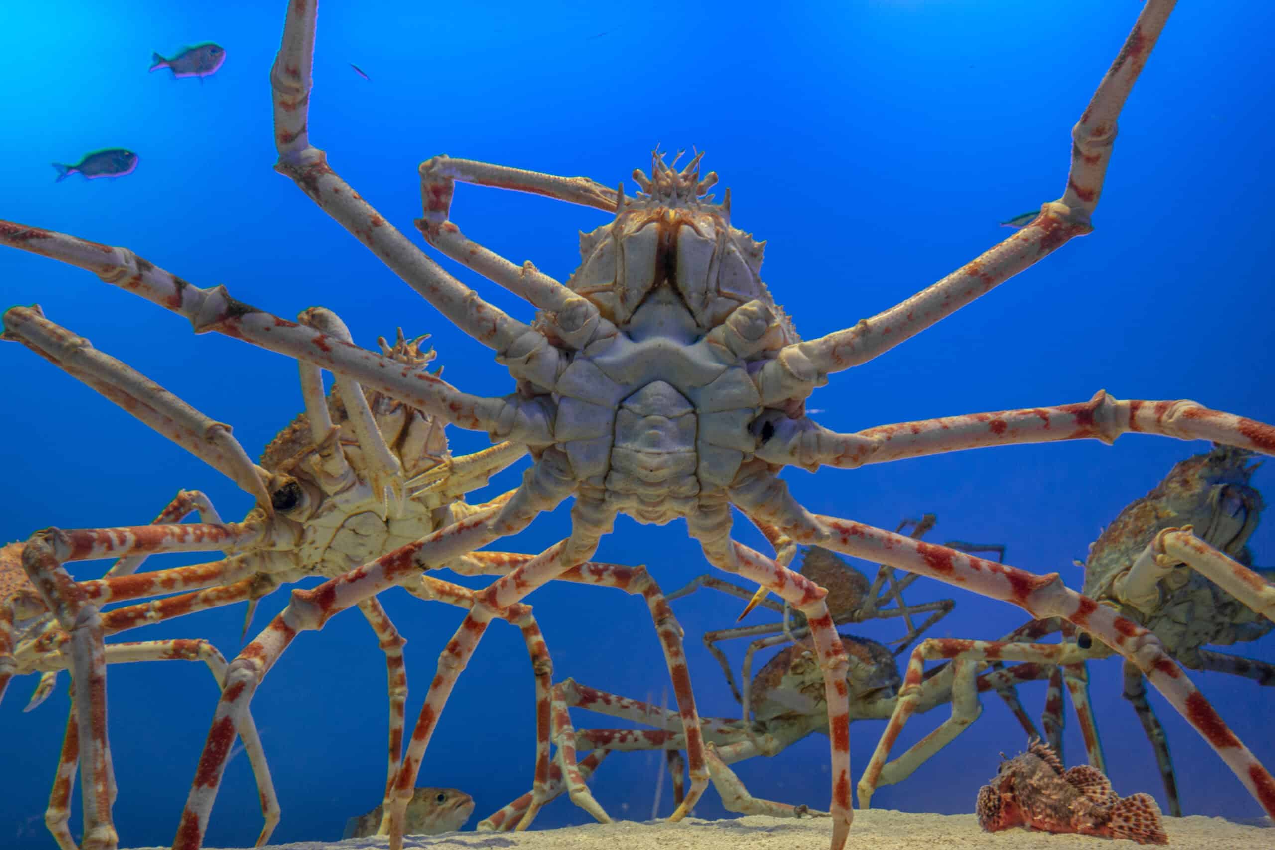 Japanese Spider Crab