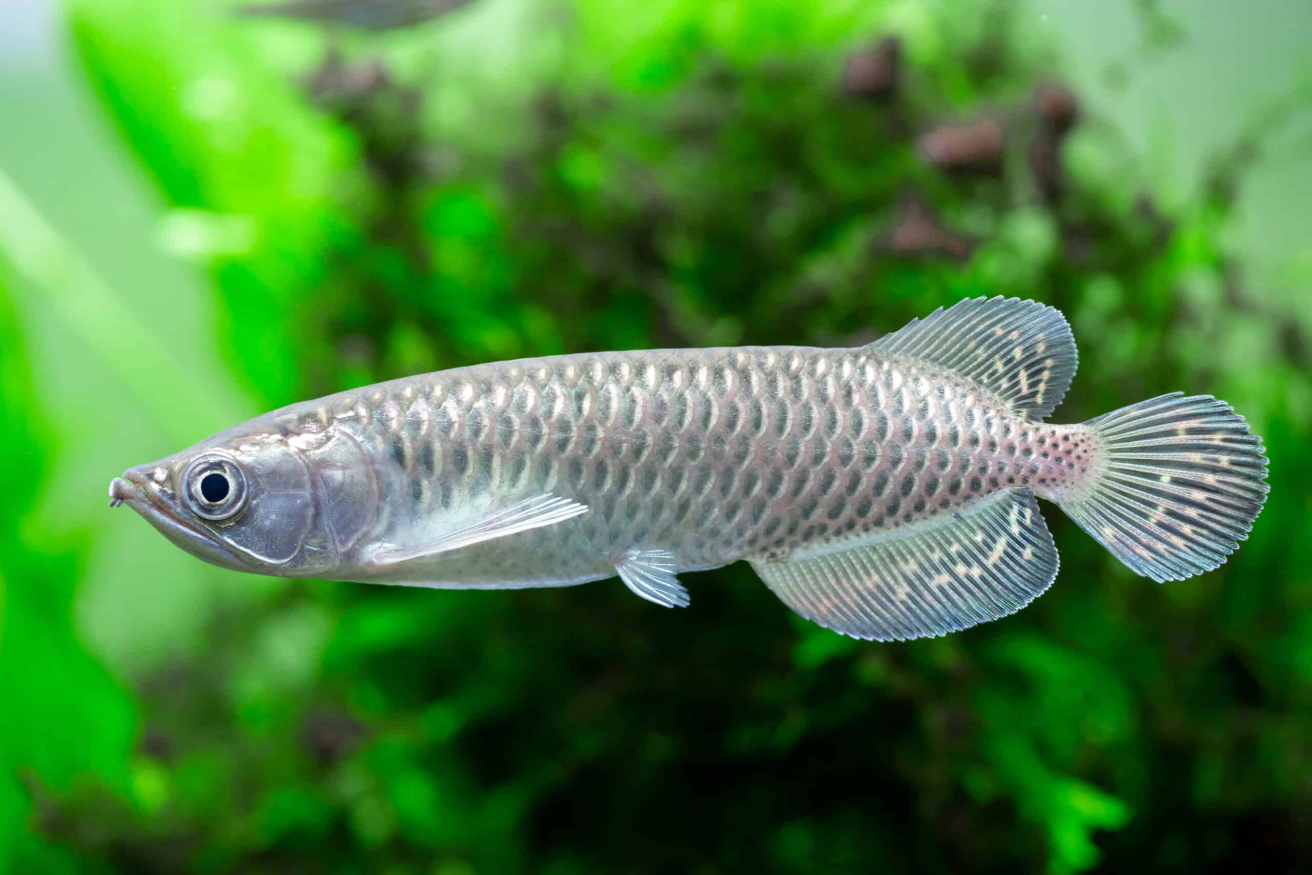 Jardini Arowana