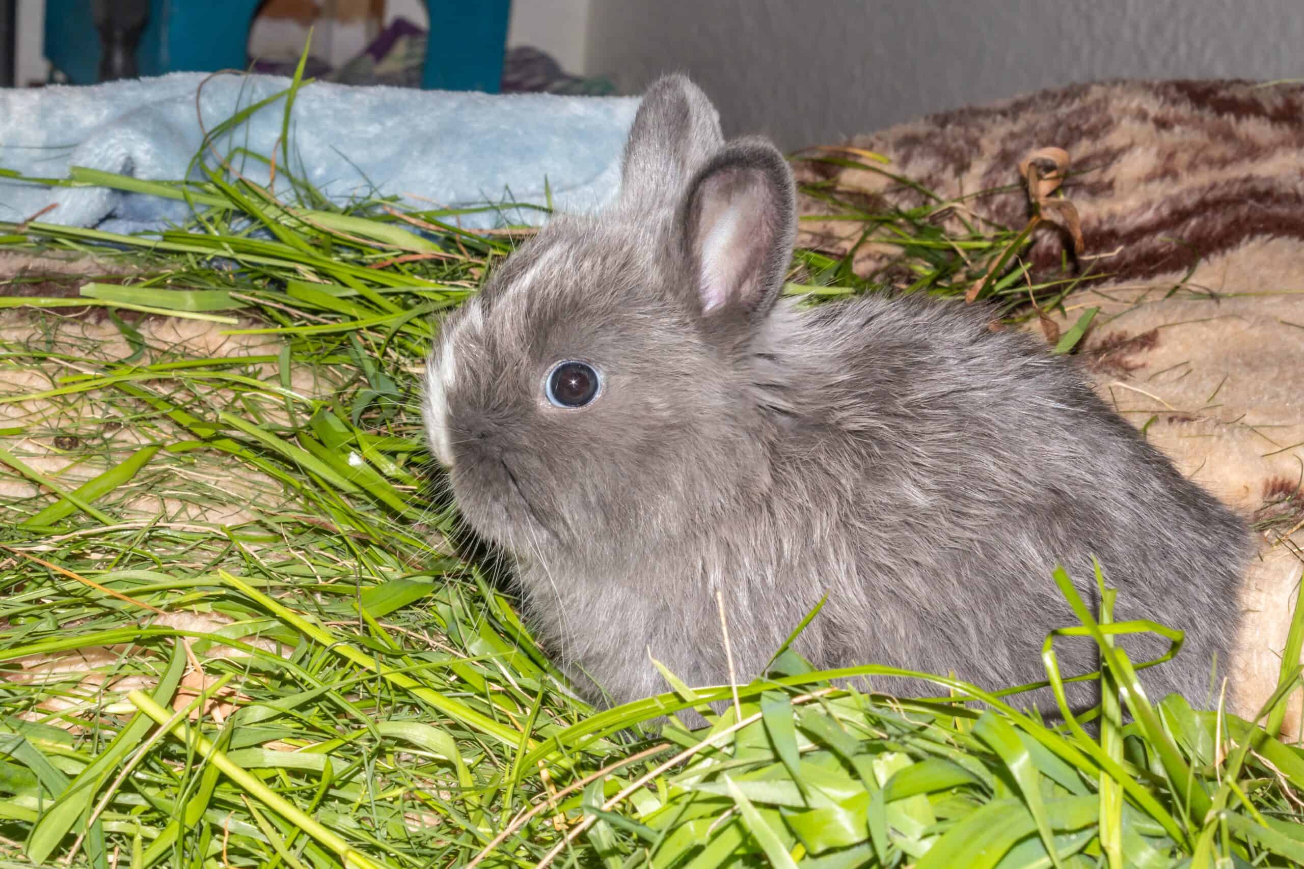 Jersey Wooly rabbit