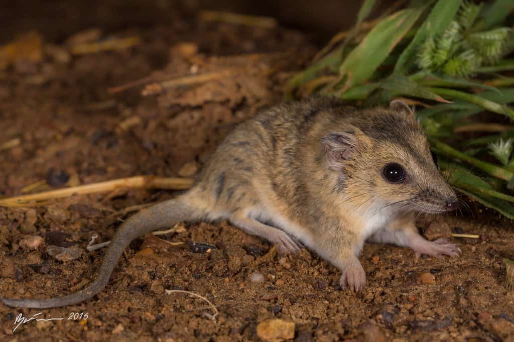 Julia Creek Dunnart