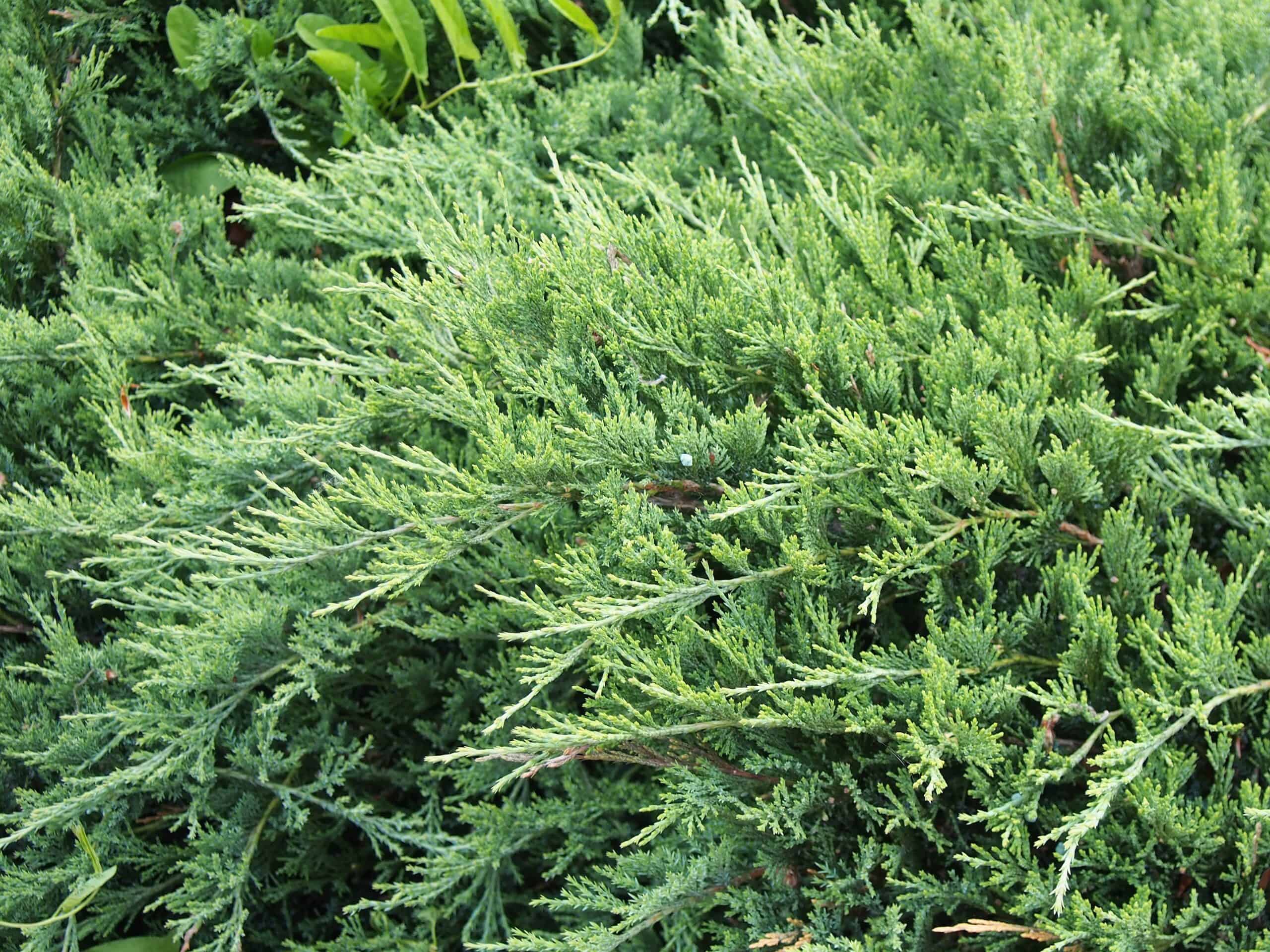 Ground-hugging Juniper (Juniperus horizontalis)