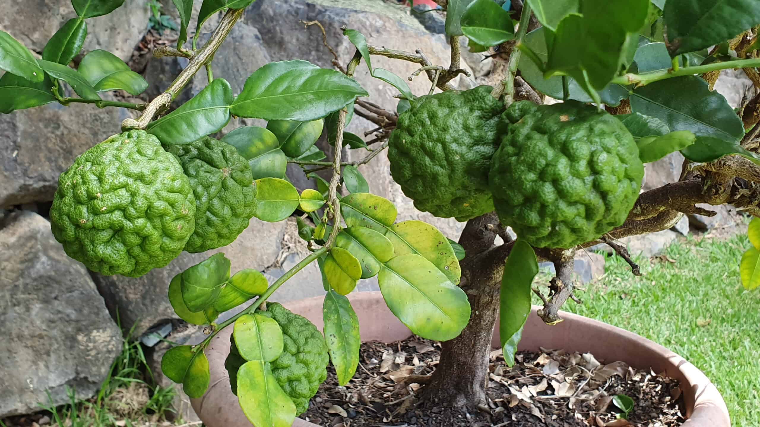 Kaffir Lime Tree