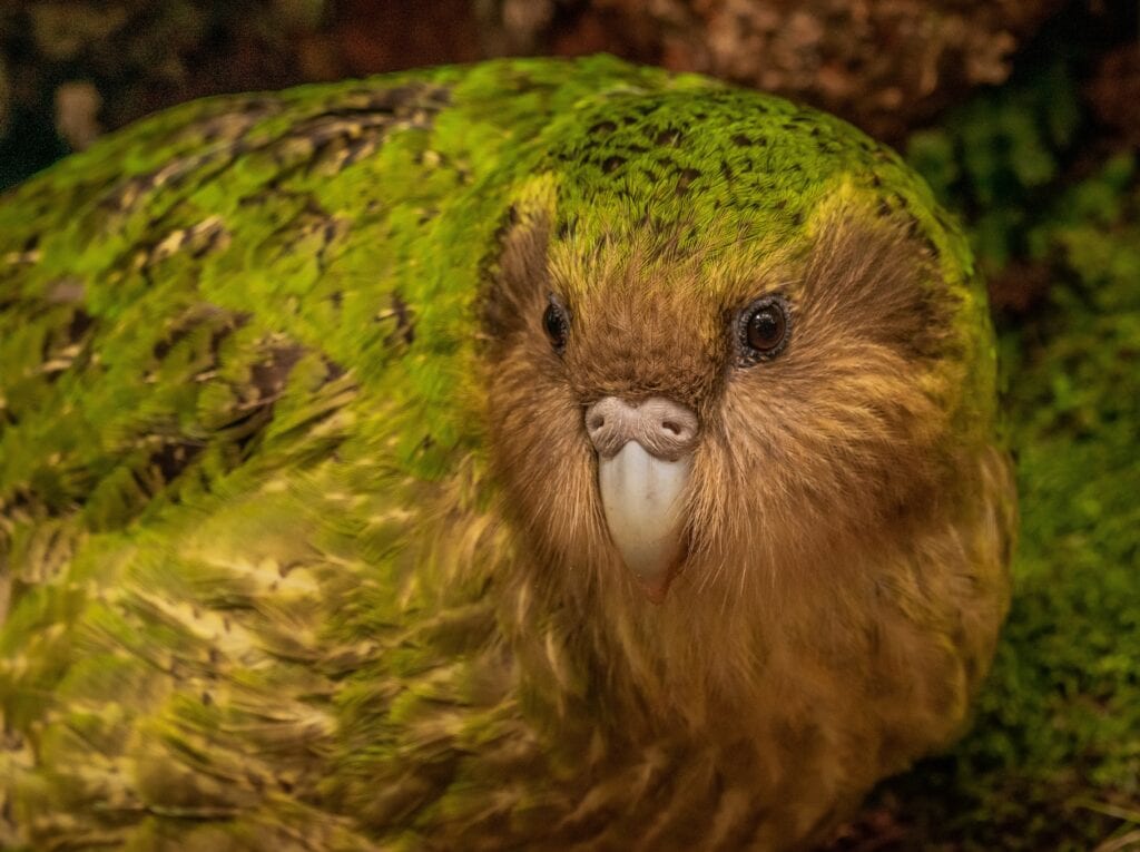 Kakapo Parrot