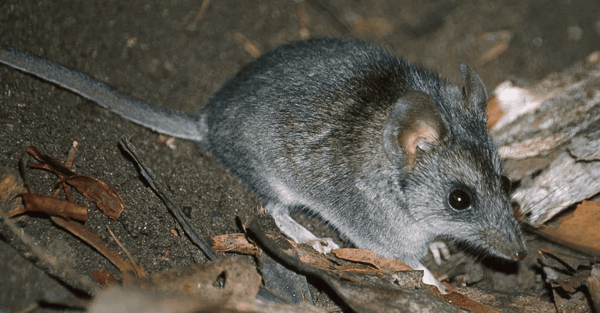 Kangaroo Island Dunnart