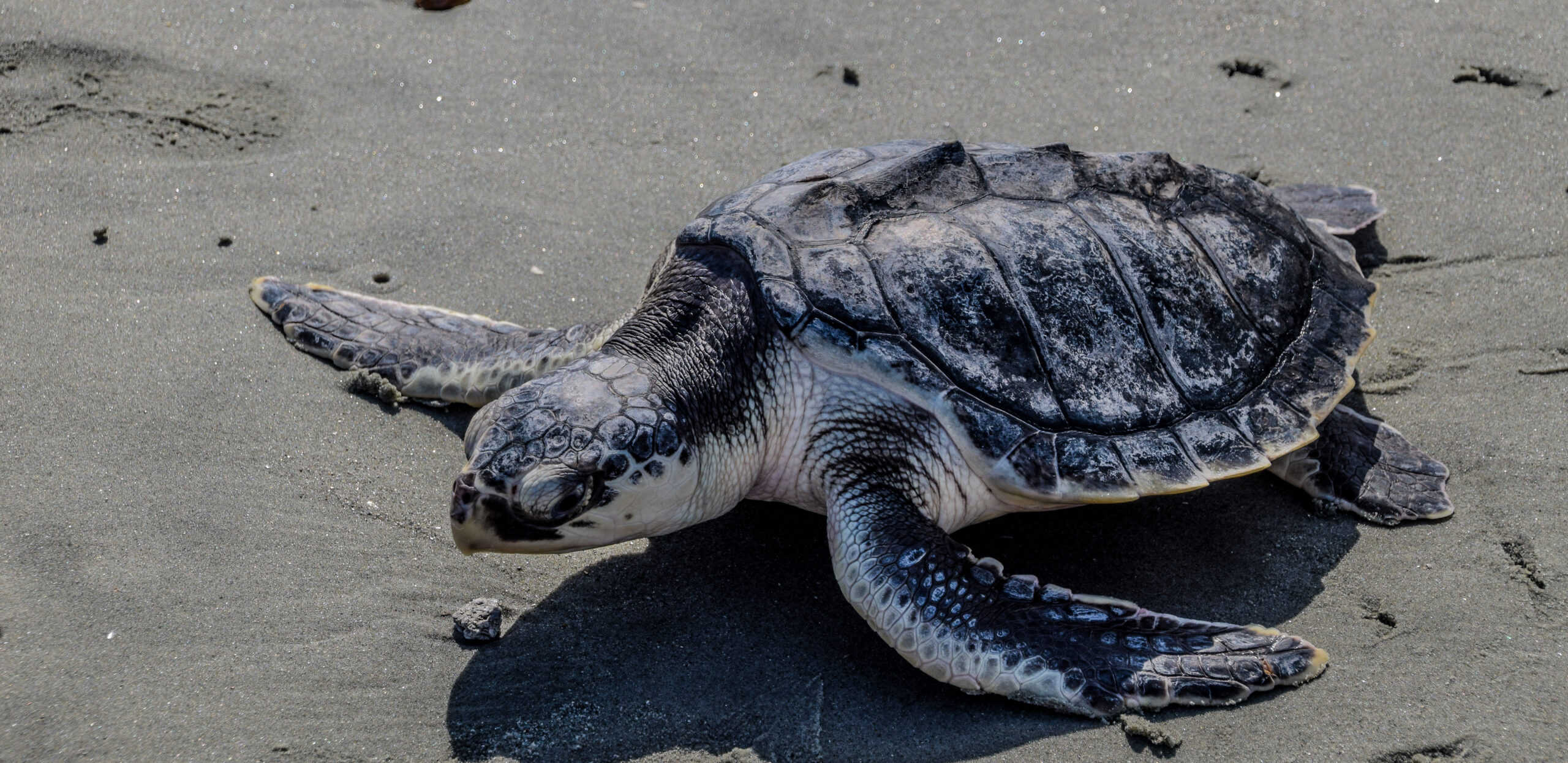 Kemp's Ridley Sea Turtle (Lepidochelys kempii)