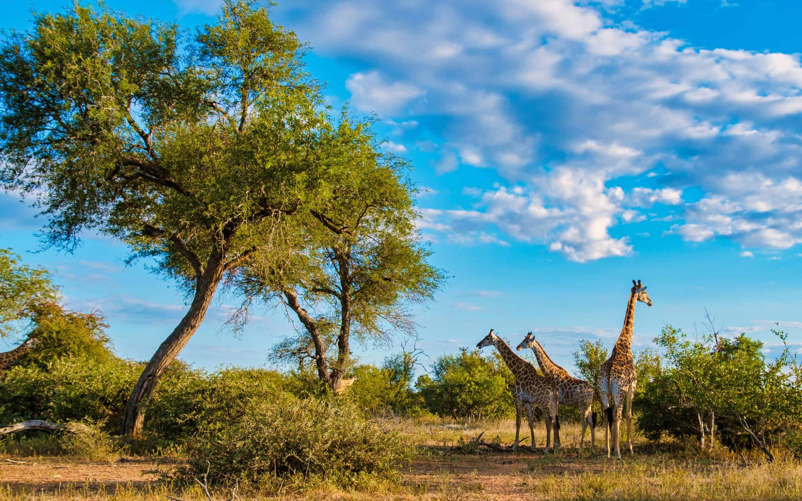 Kruger National Park, South Africa