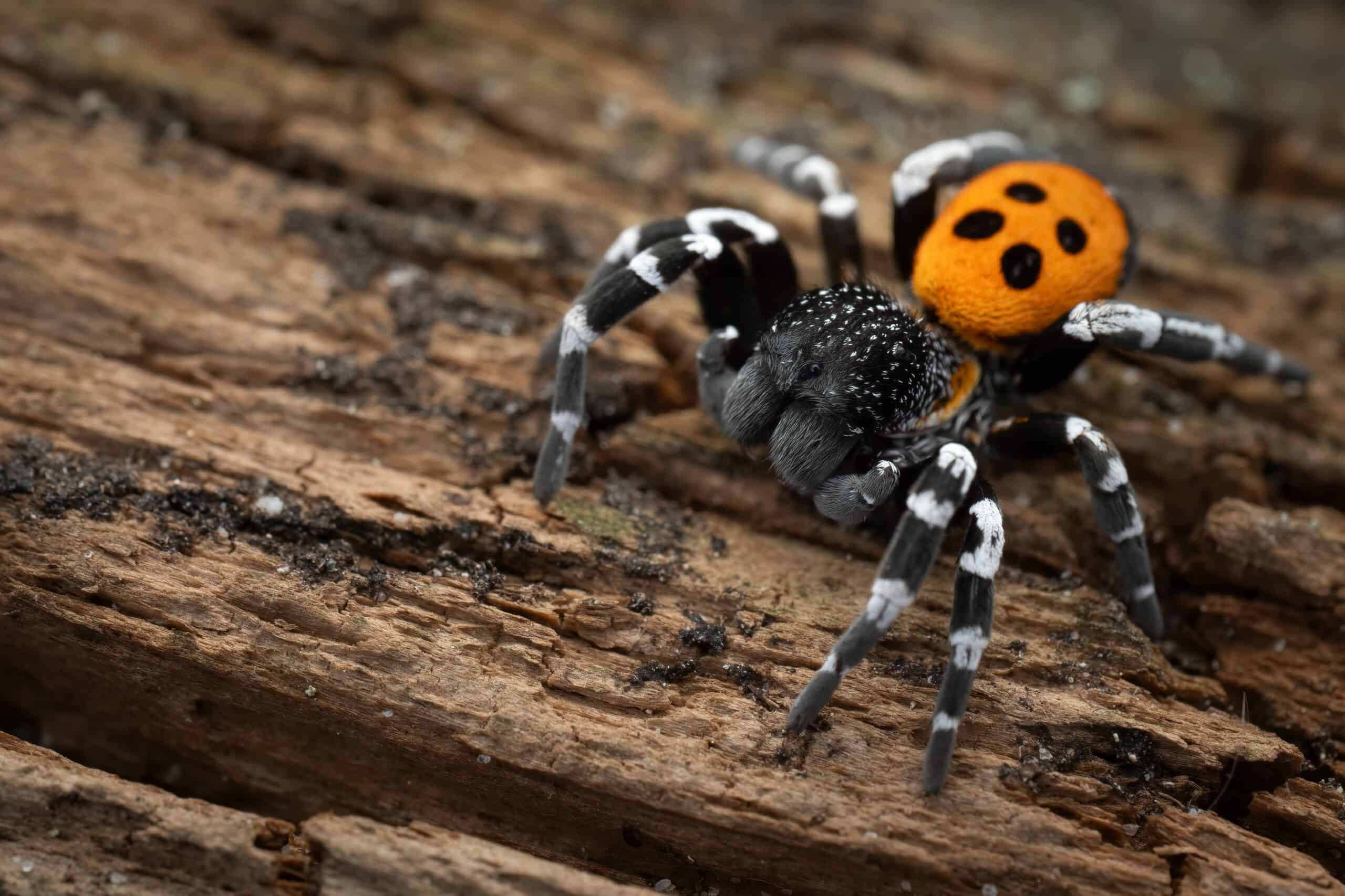 Ladybird Spider (Eresus sandaliatus)