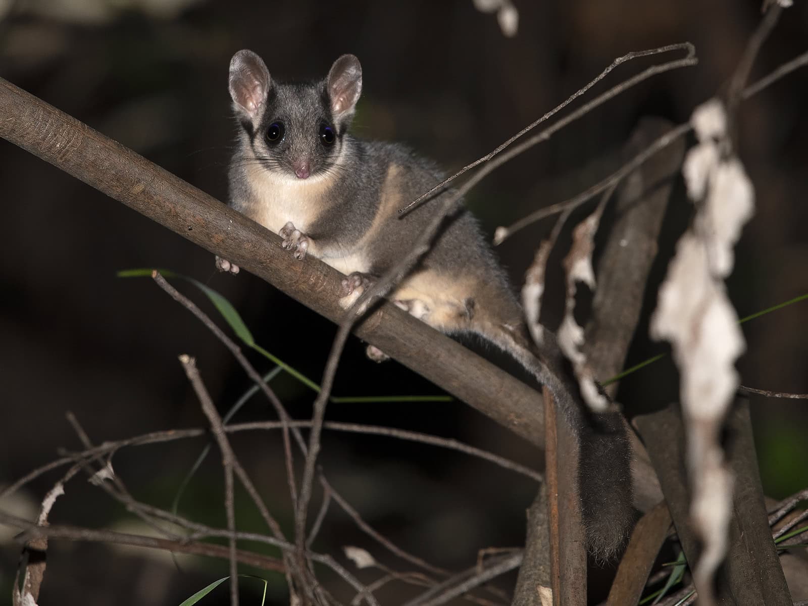 Leadbeater’s Possum