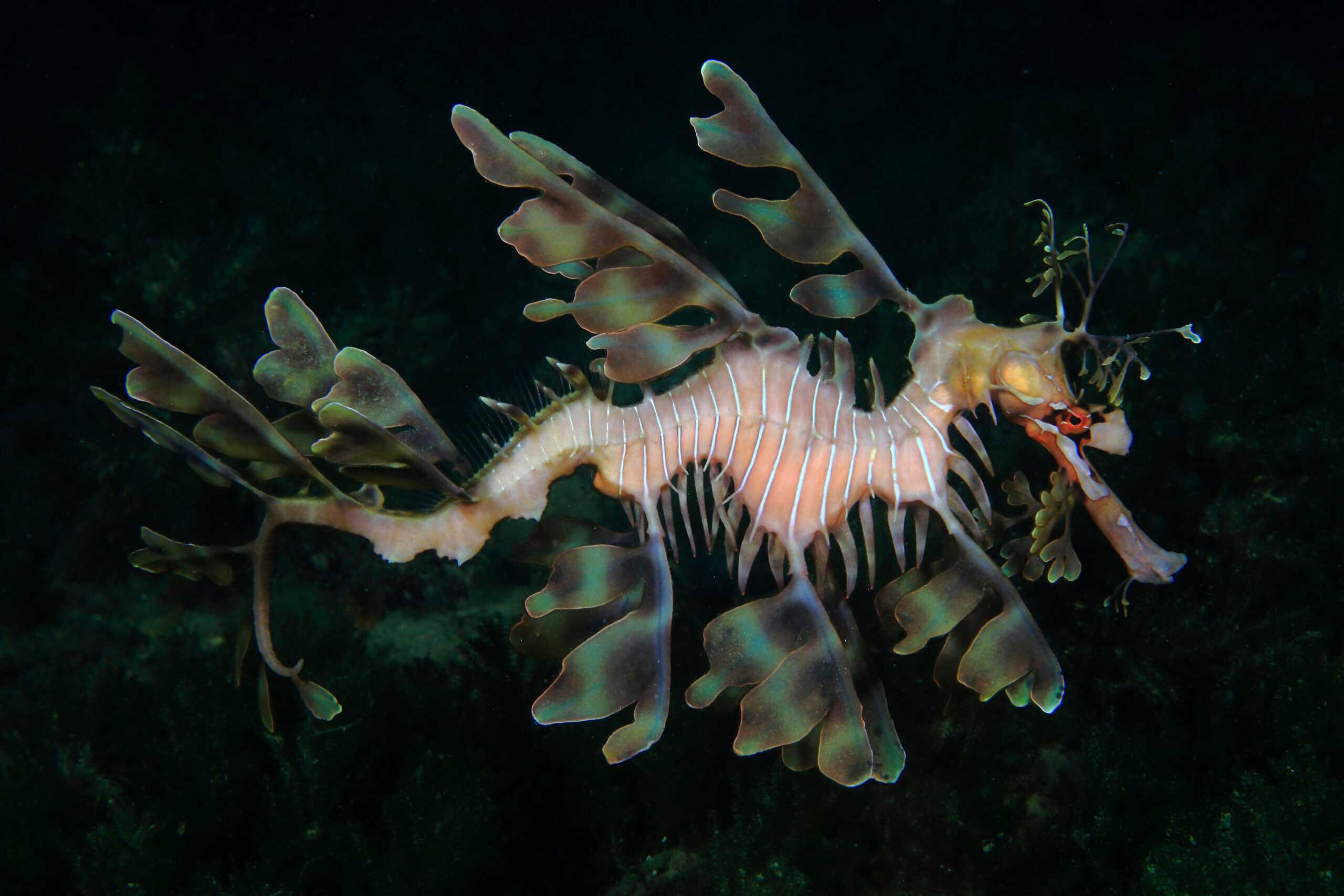 Leafy Seadragon