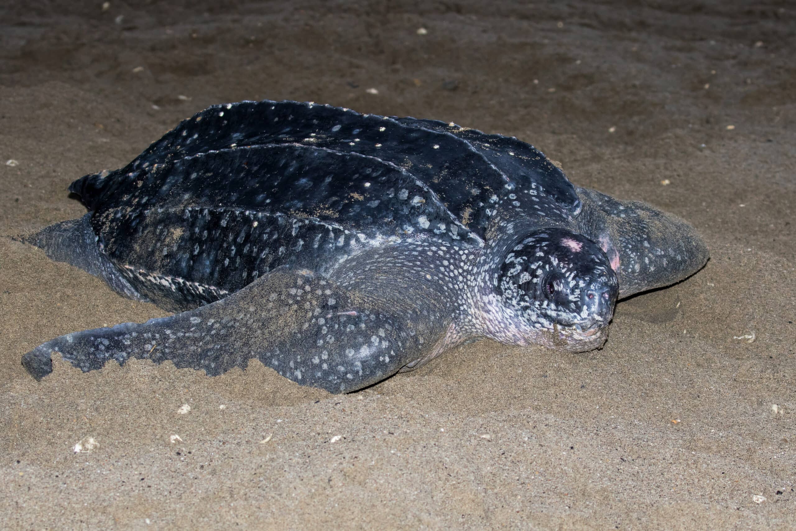 Leatherback Sea Turtle (Dermochelys coriacea)