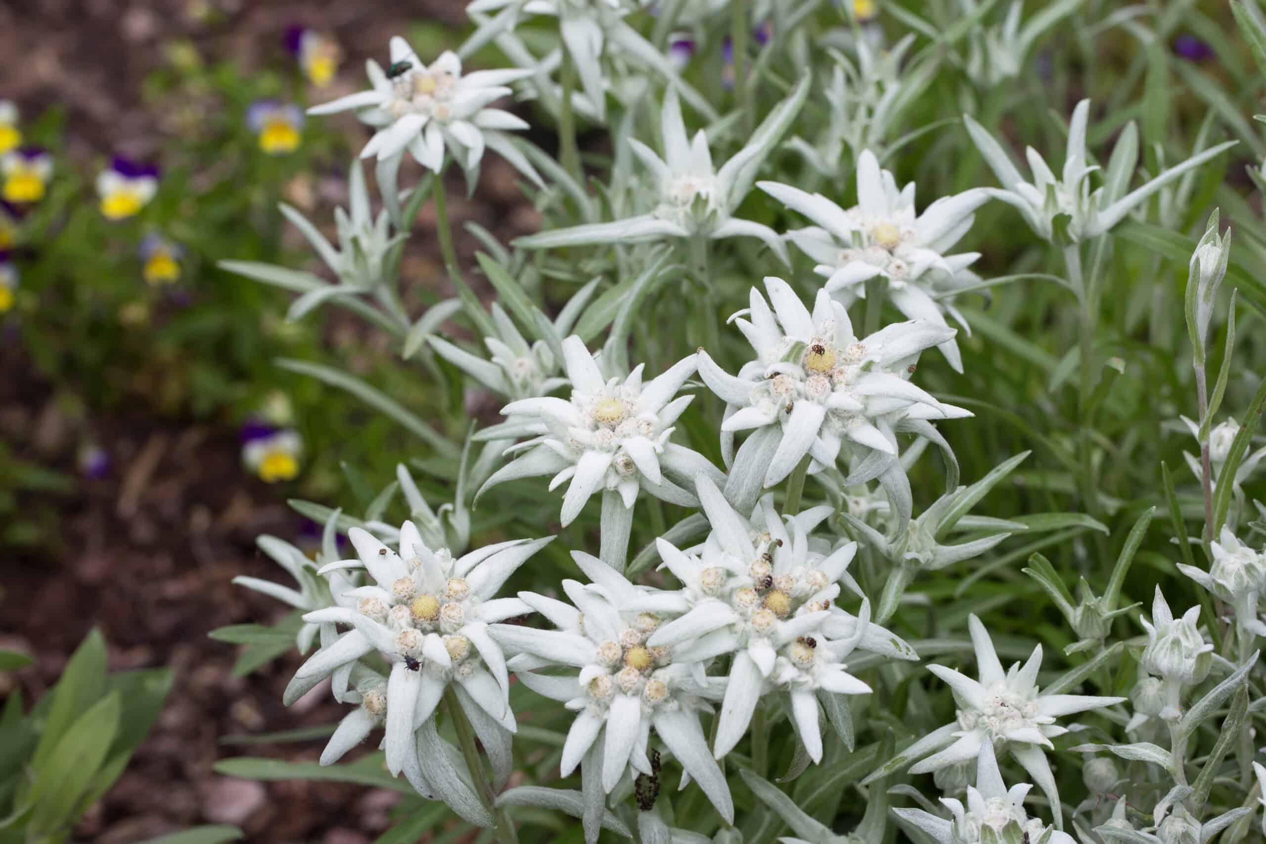 Edelweiss (Leontopodium alpinum)