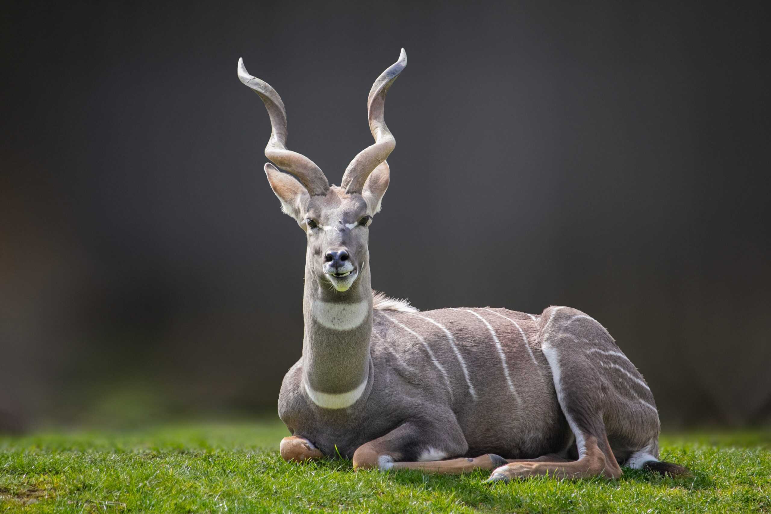 Lesser Kudu