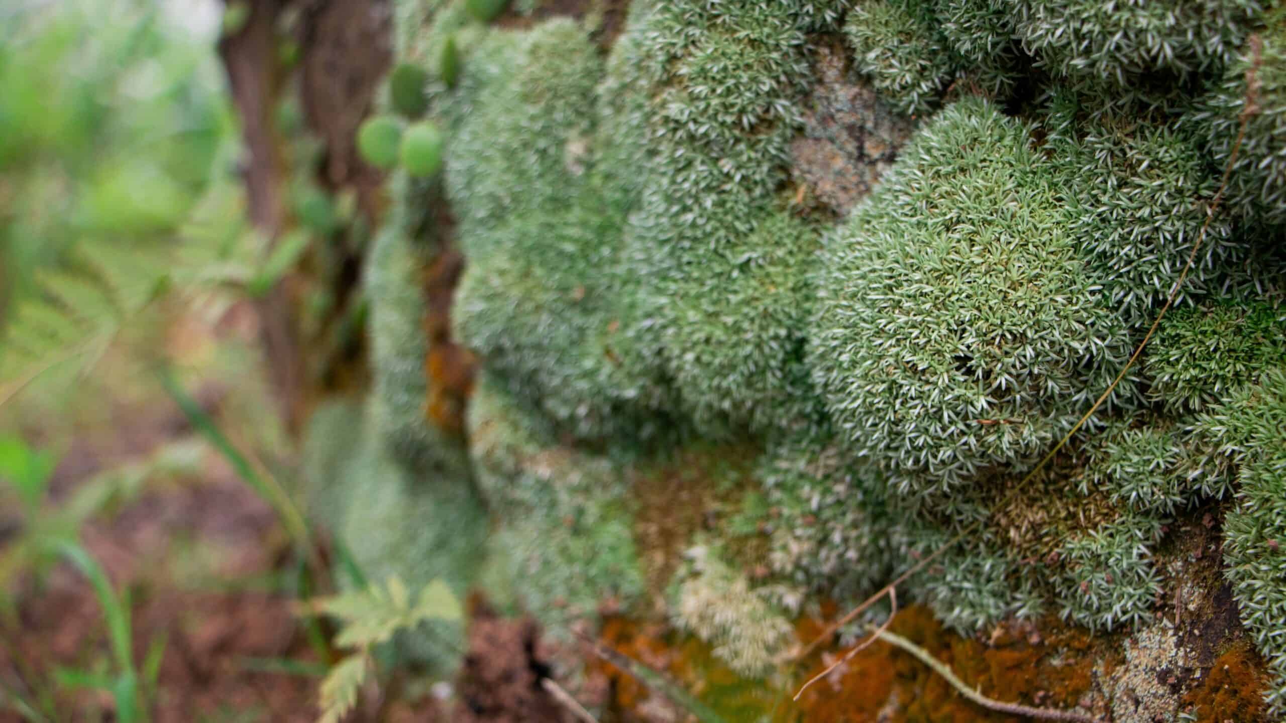 Leucobryum glaucum (White Cushion Moss)