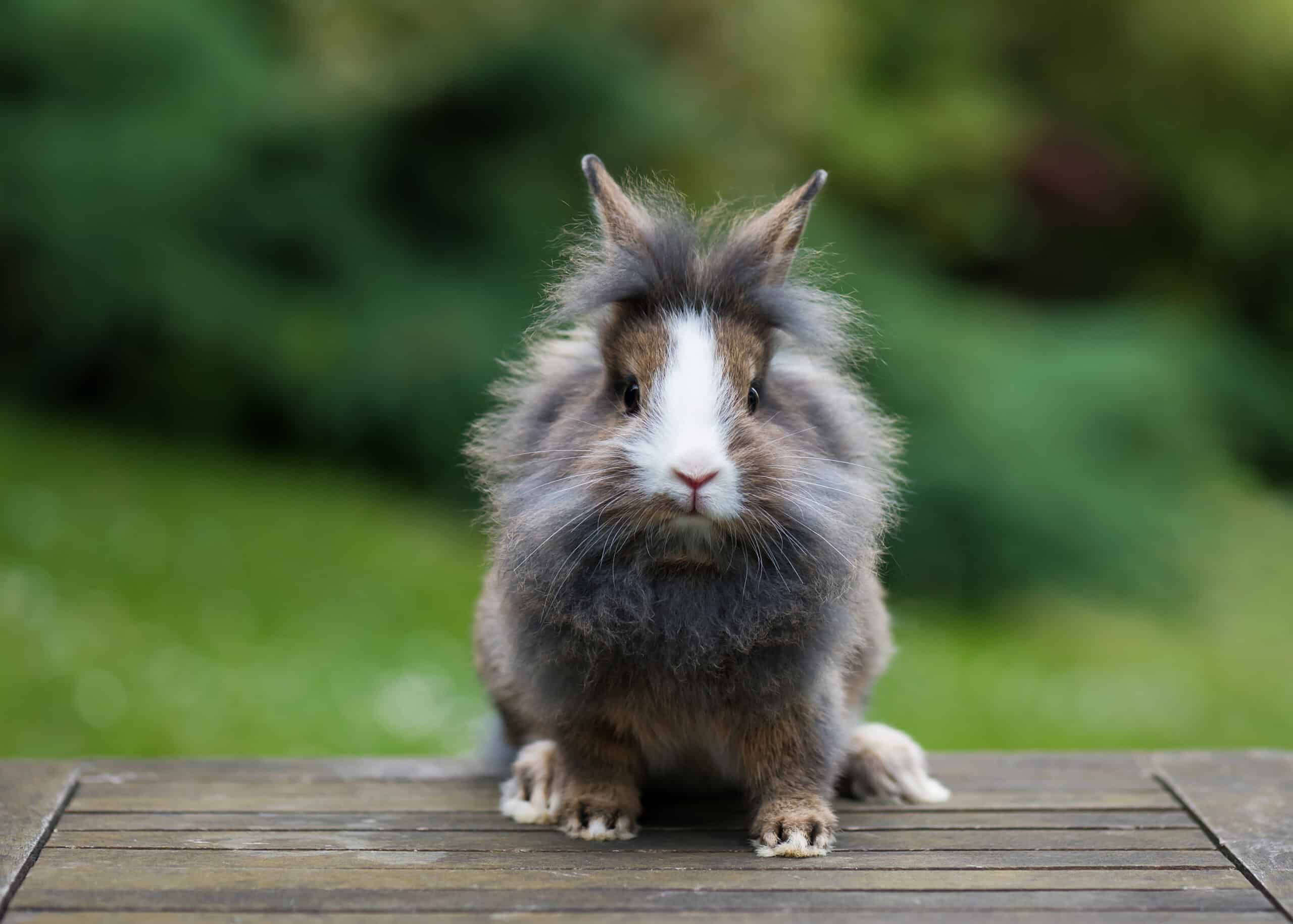 Lionhead rabbit