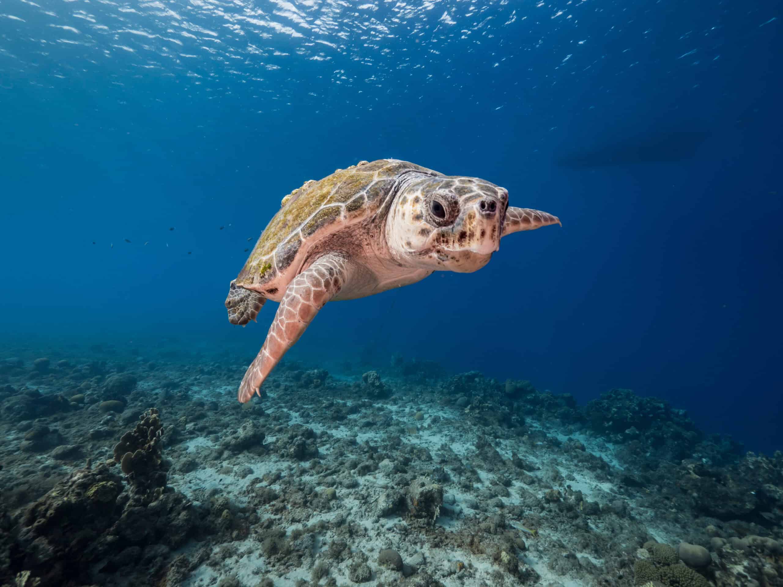 Loggerhead Sea Turtle (Caretta caretta)