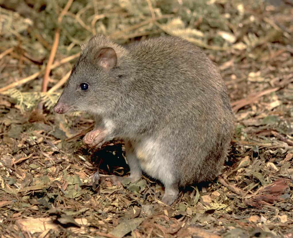 Long-footed Potoroo