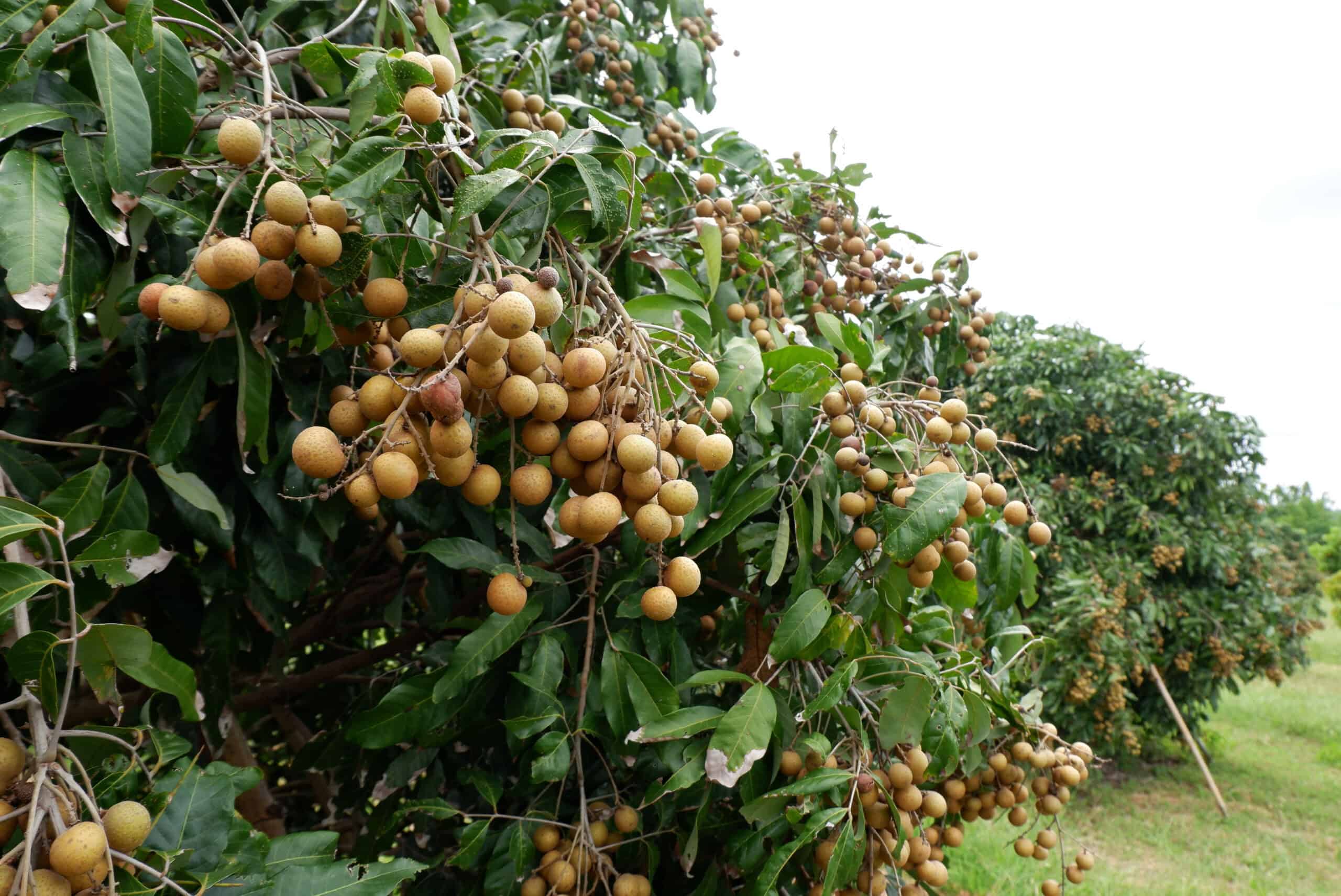 Longan Tree