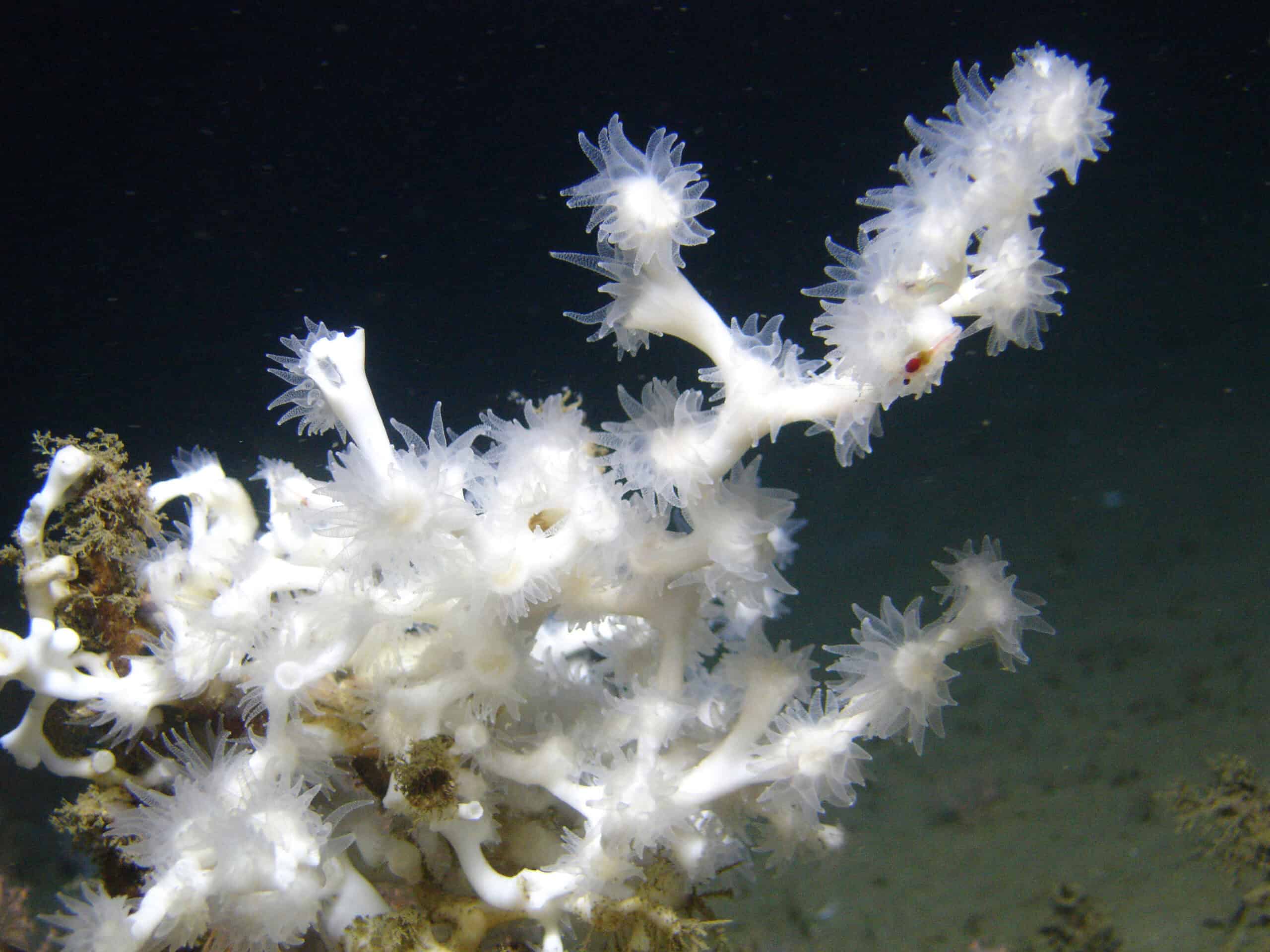 Lophelia Coral