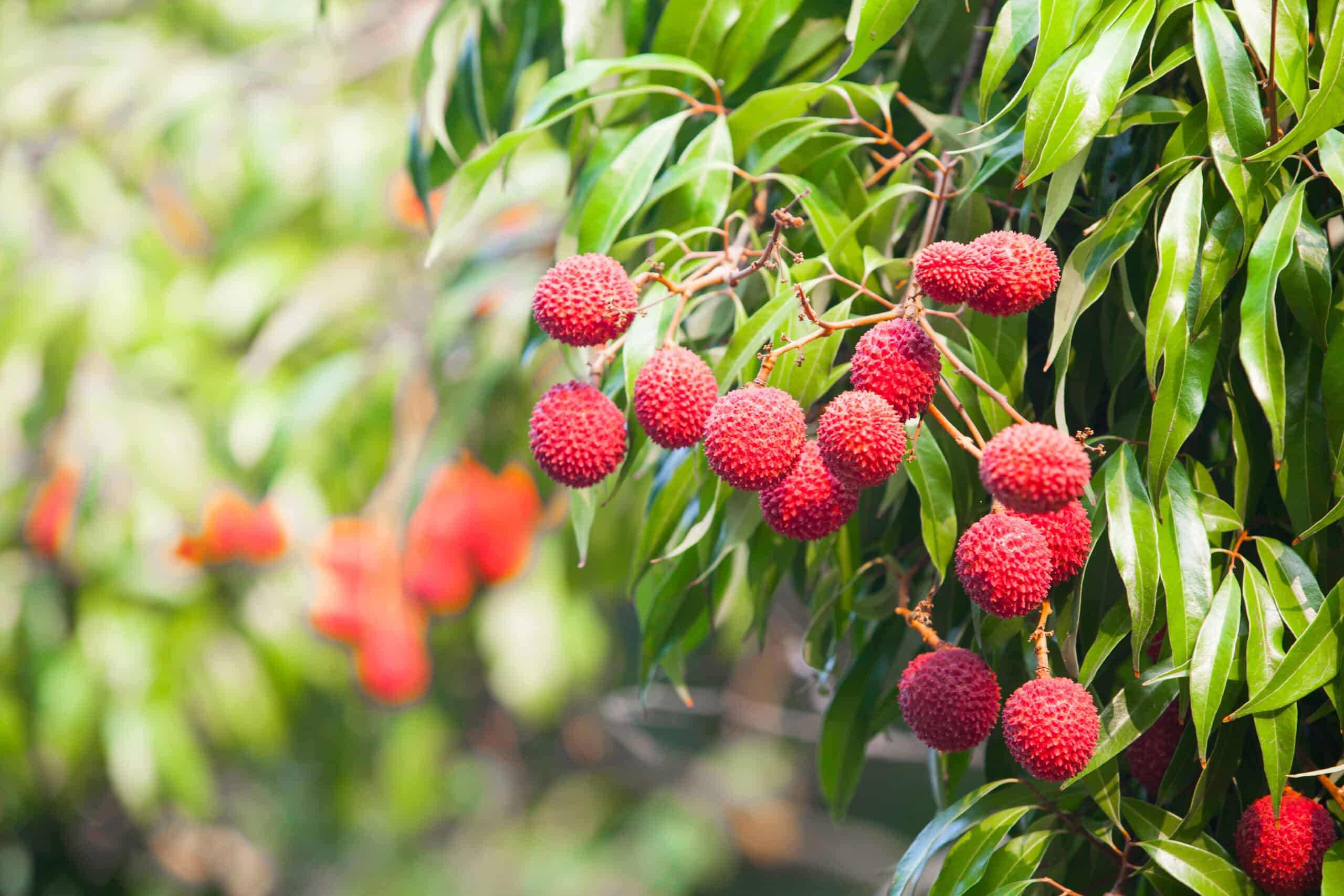 Lychee Tree