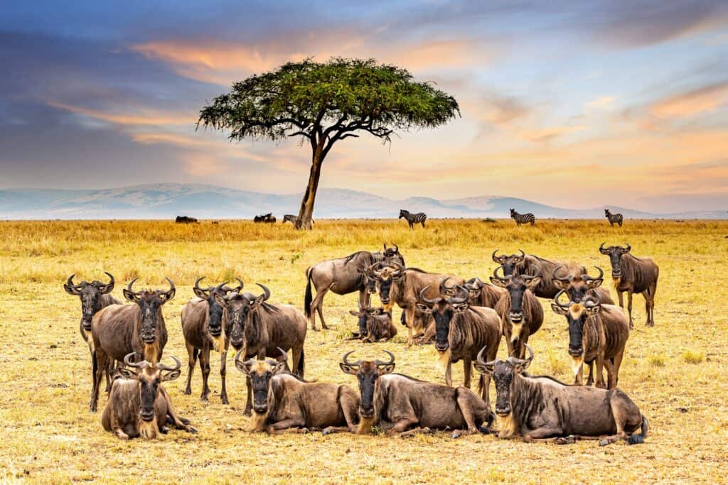 Maasai Mara National Reserve, Kenya