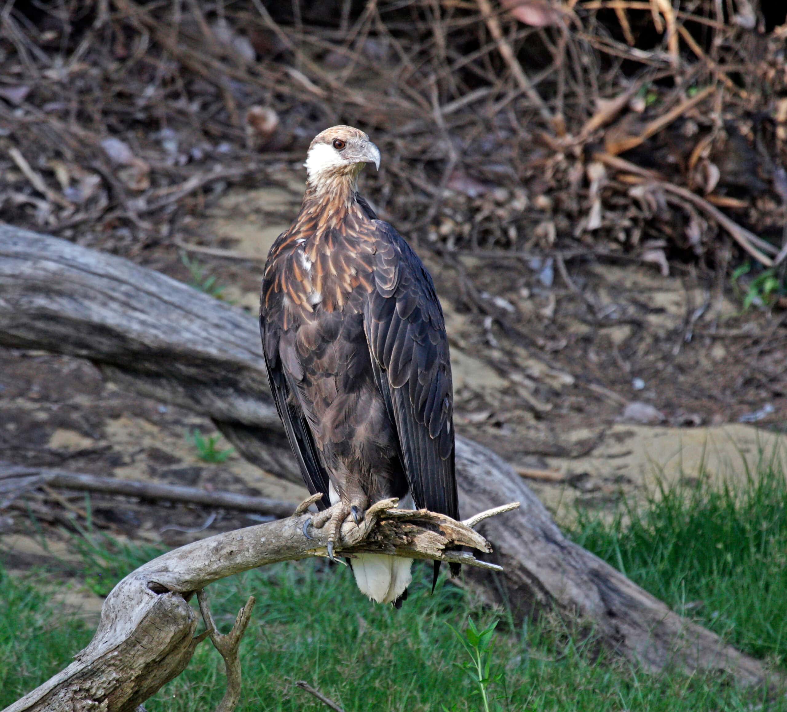 Madagascar Fish Eagle