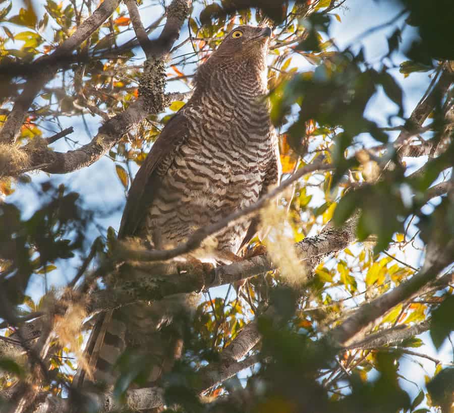 Madagascar Serpent Eagle