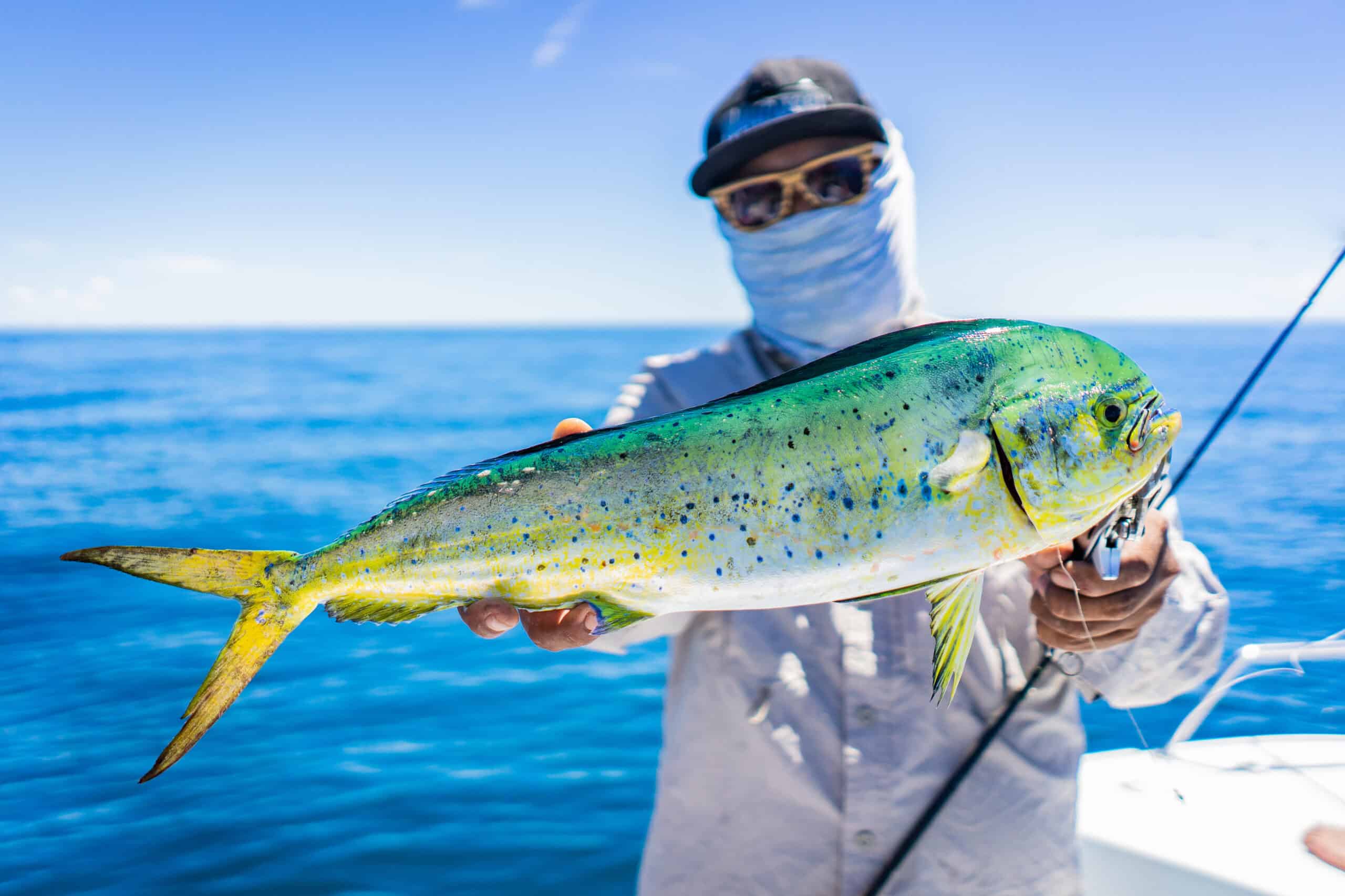 Mahi Mahi (Dolphinfish)