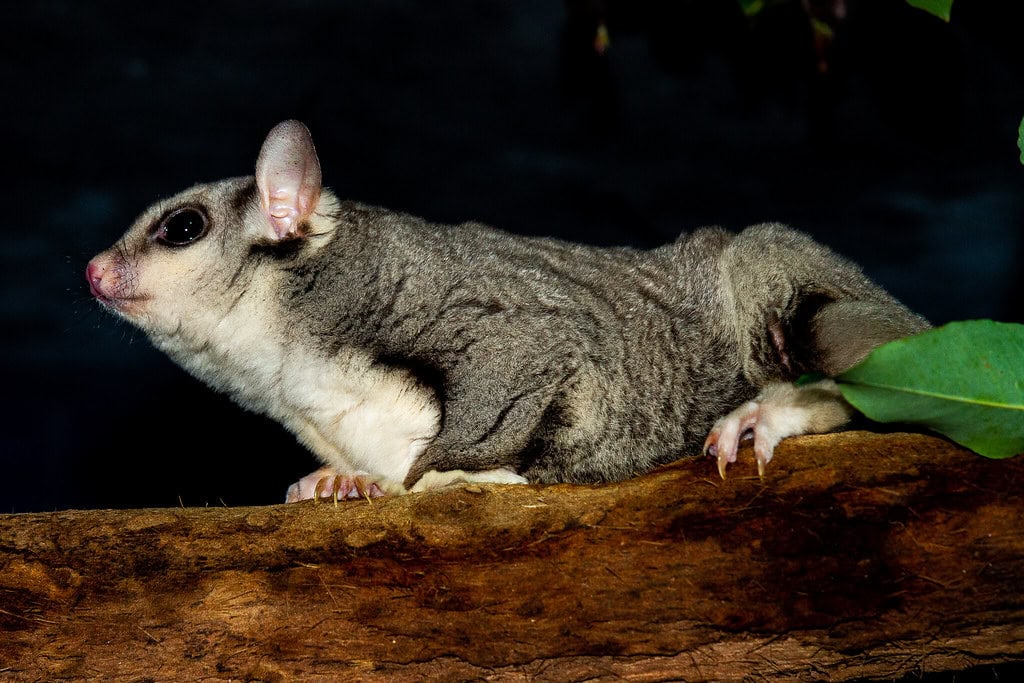 Mahogany Glider