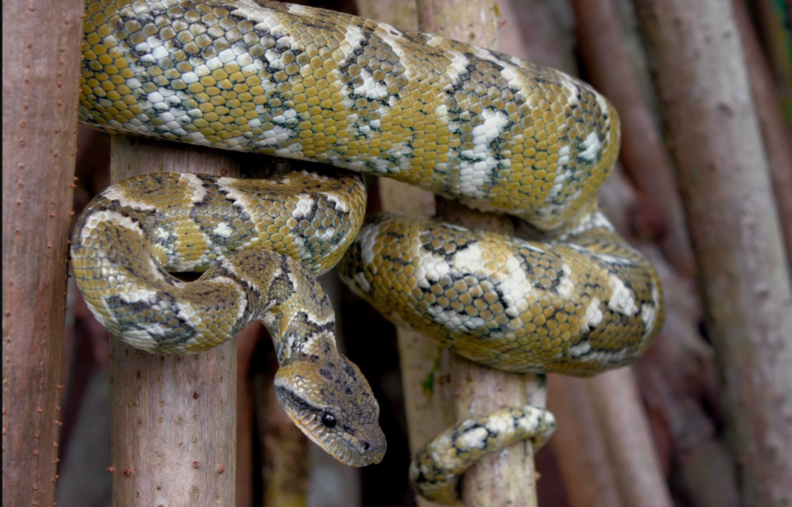 Malagasy Tree Boa