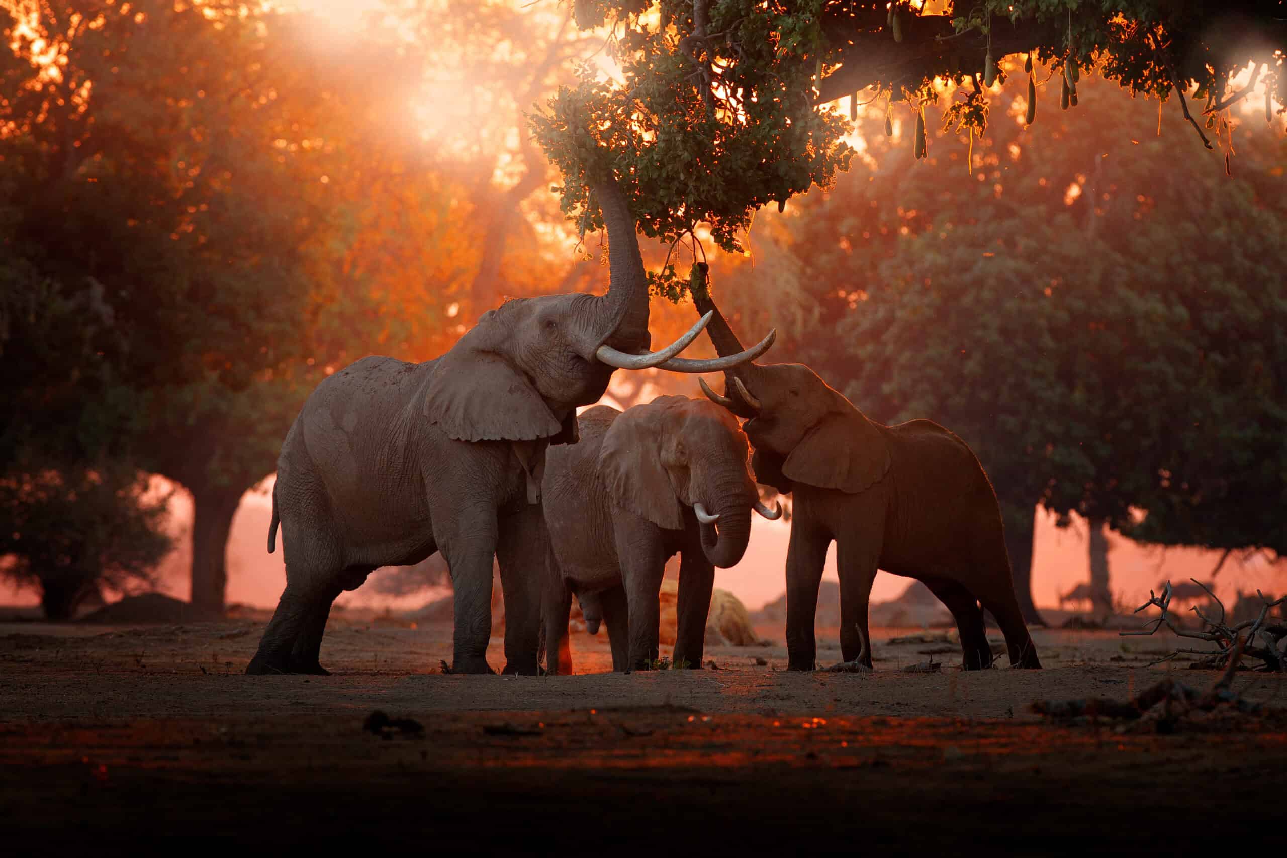 Mana Pools National Park, Zimbabwe