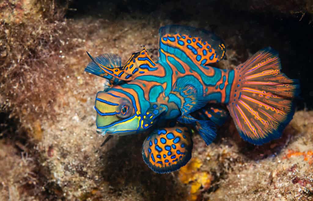 Mandarinfish