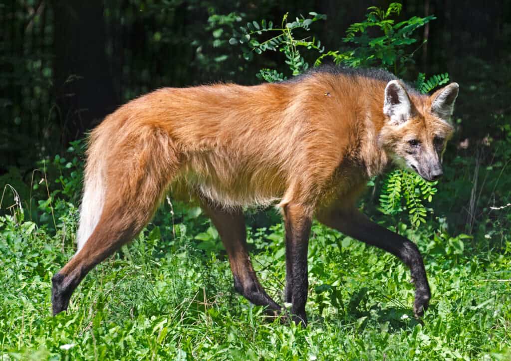 Maned Wolf (Chrysocyon brachyurus)