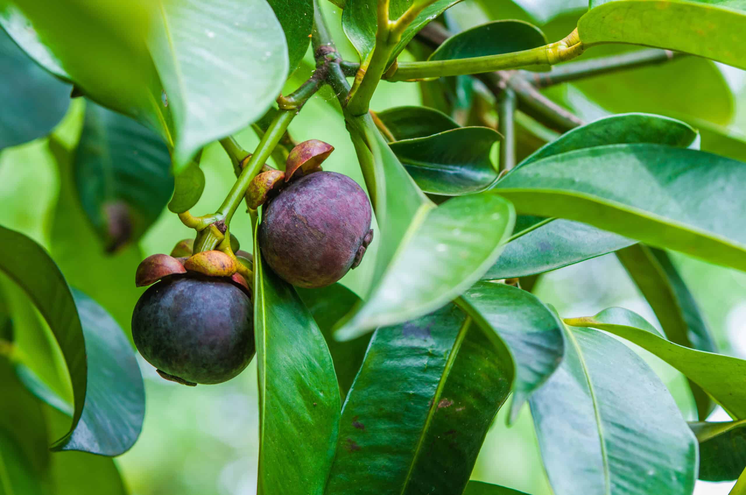 Mangosteen Tree