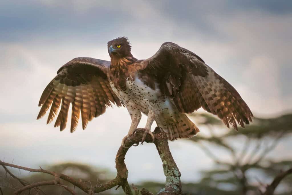 Martial Eagle