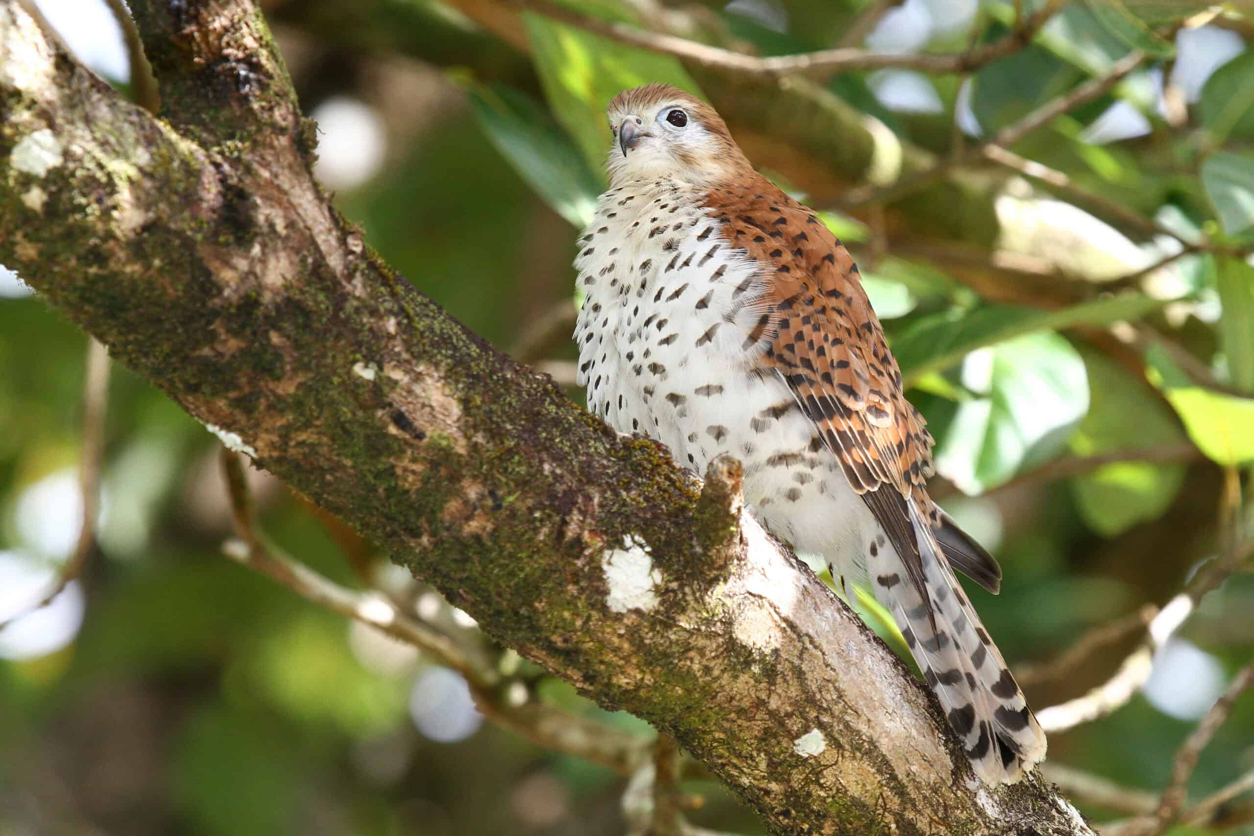 Mauritius Kestrel